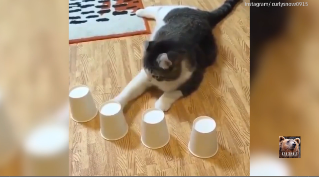 Watch Cat Play Magic Trick