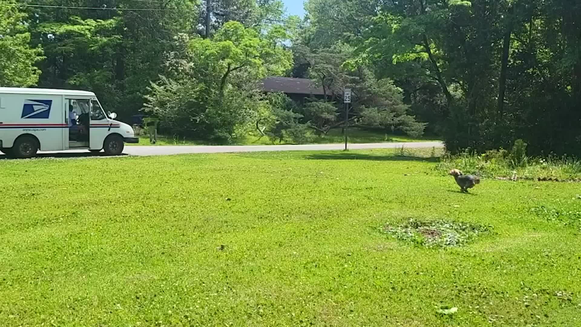 Watch: Dog Is Extremely Excited To Get The Mail