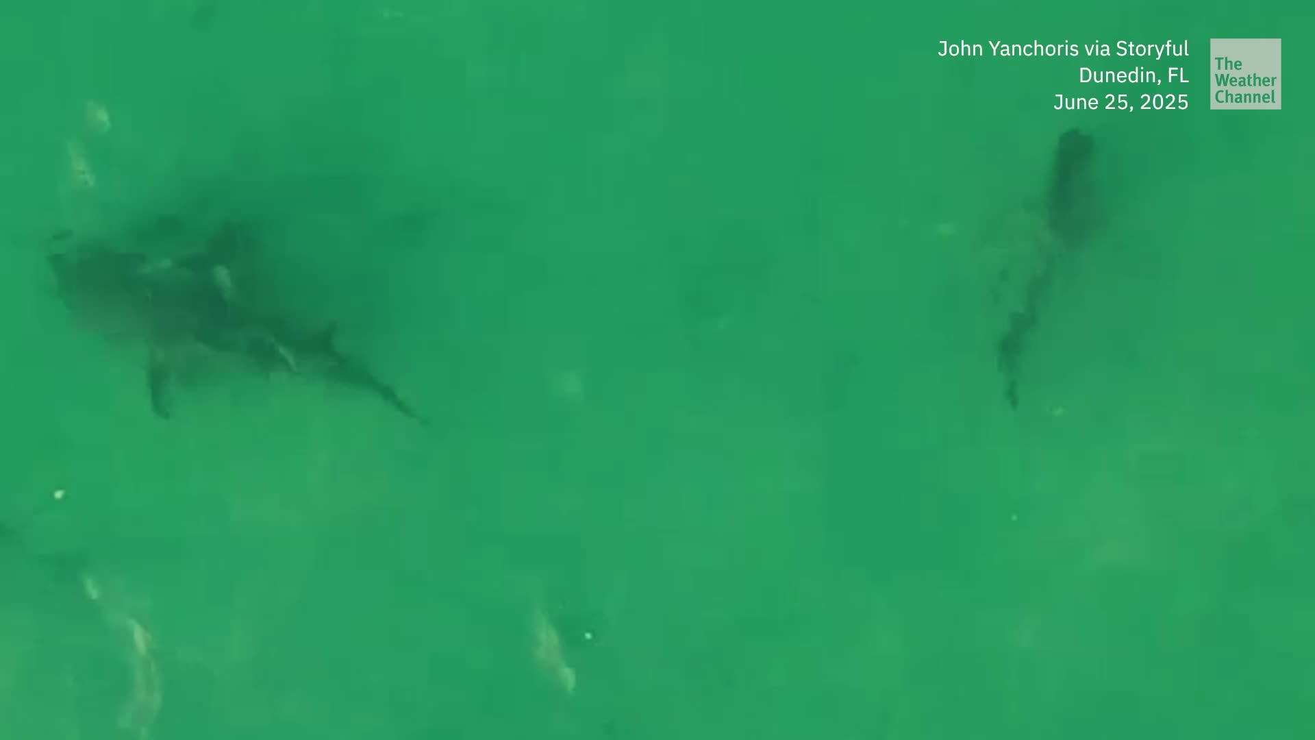 Watch: Dozens Of Sharks Swim Off Florida Coast