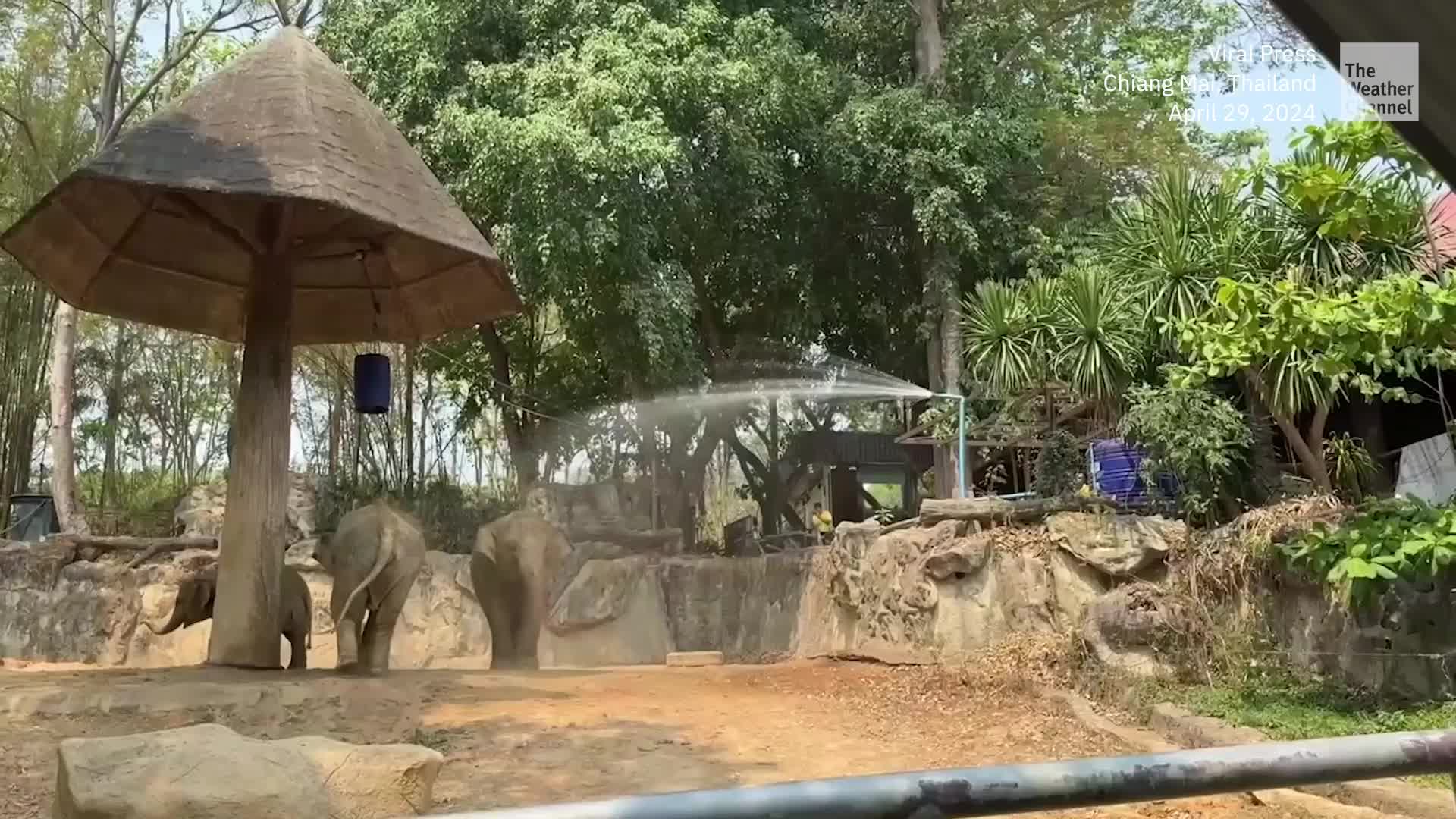 Watch: Elephants Cool Off During Heat Wave
