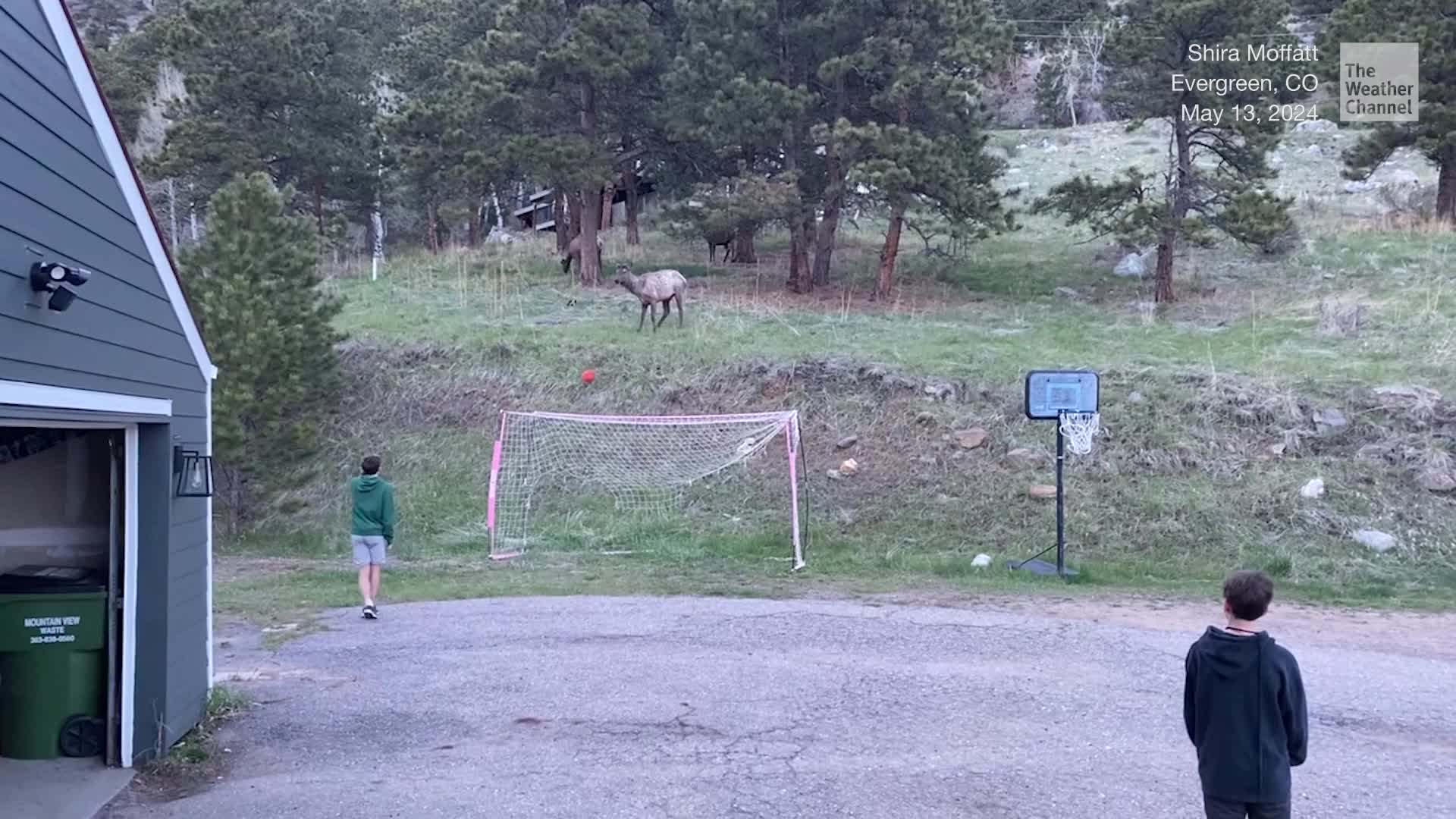 Watch: Elk Joins Kids Playing Ball