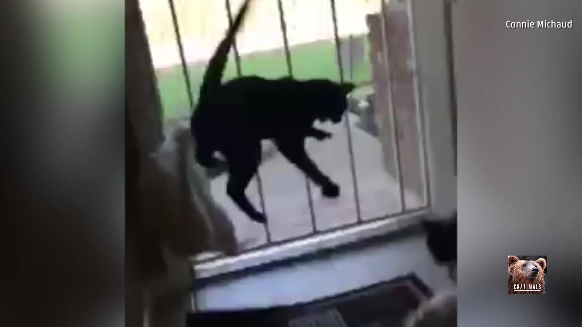 Watch: Entranced Cats Freak