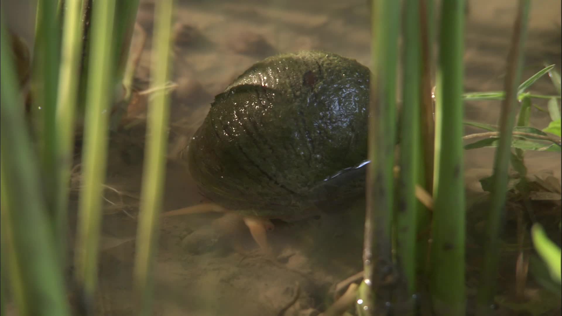 Watch For Bright Pink Snail Eggs In North Carolina