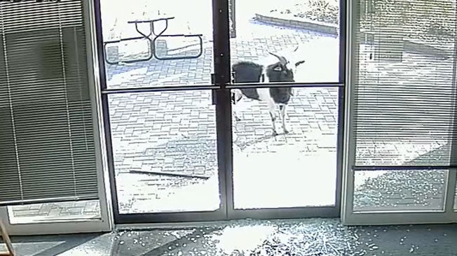 Watch Goat Go Nuts on Business