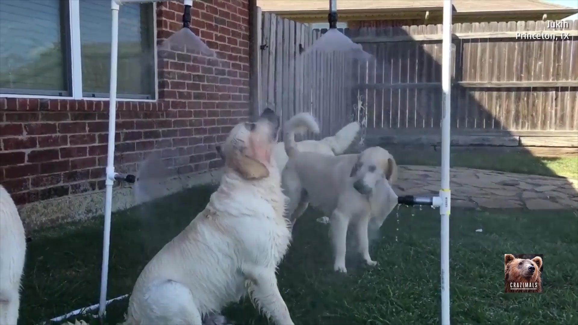 Watch Golden Retrievers Beat the Heat