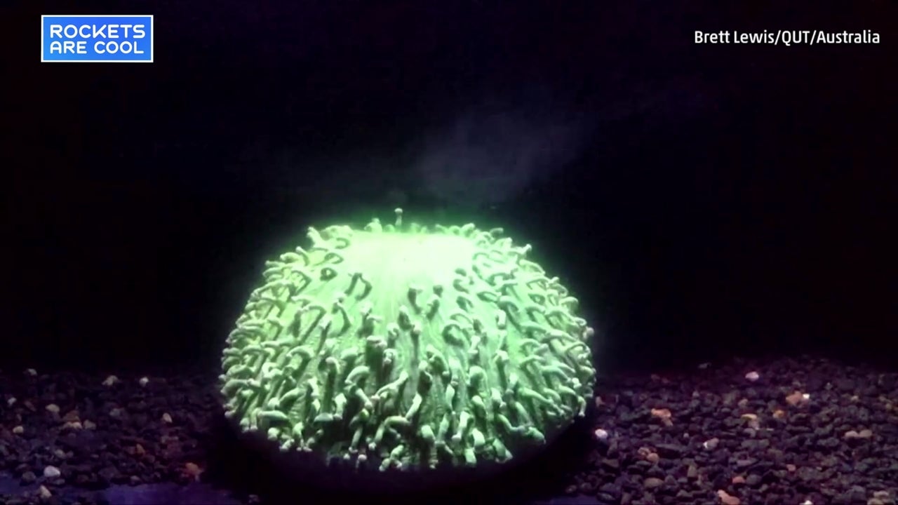 Watch How Warming Waters Affect Coral