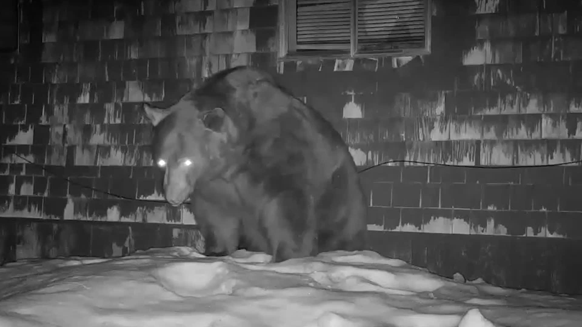 Watch: Huge Black Bear Reverses Into Den In California