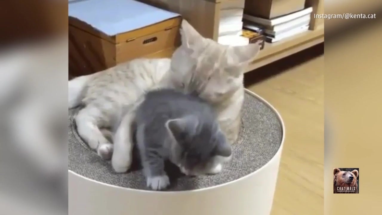 Watch Mama Cat Clean Her Kitten