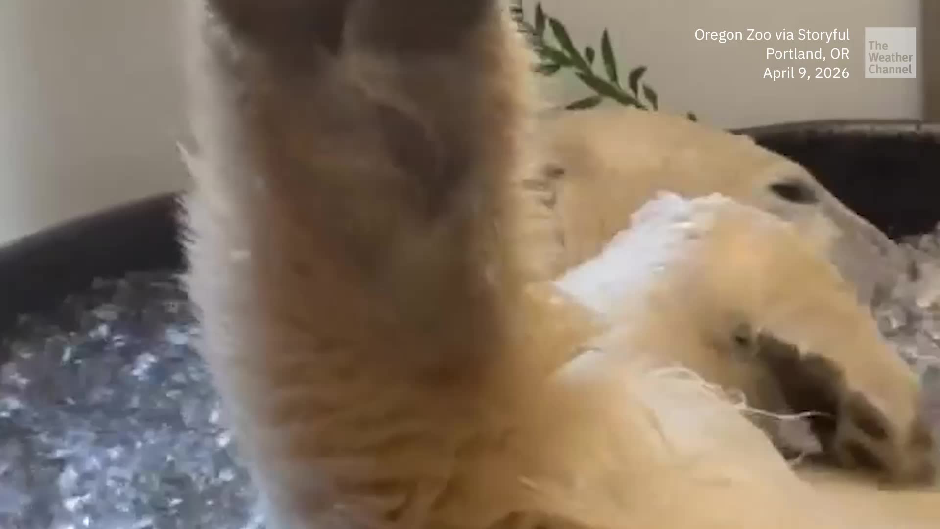 Watch: This Polar Bear Is Chill-Out Goals!