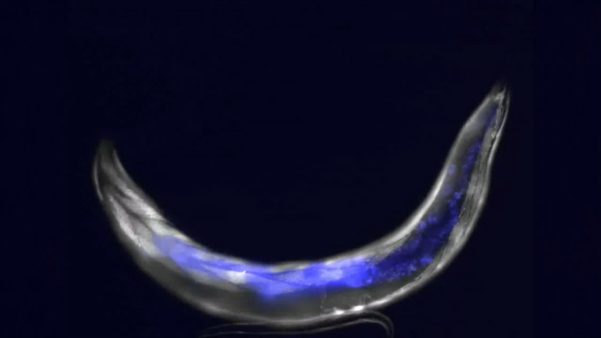 Wave of Blue Light Visible in Dying Worms