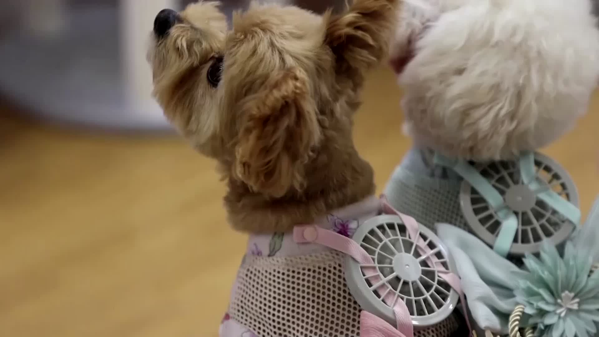 Wearable Fan Helps Dogs, Cats Keep Cool In Summer Heat
