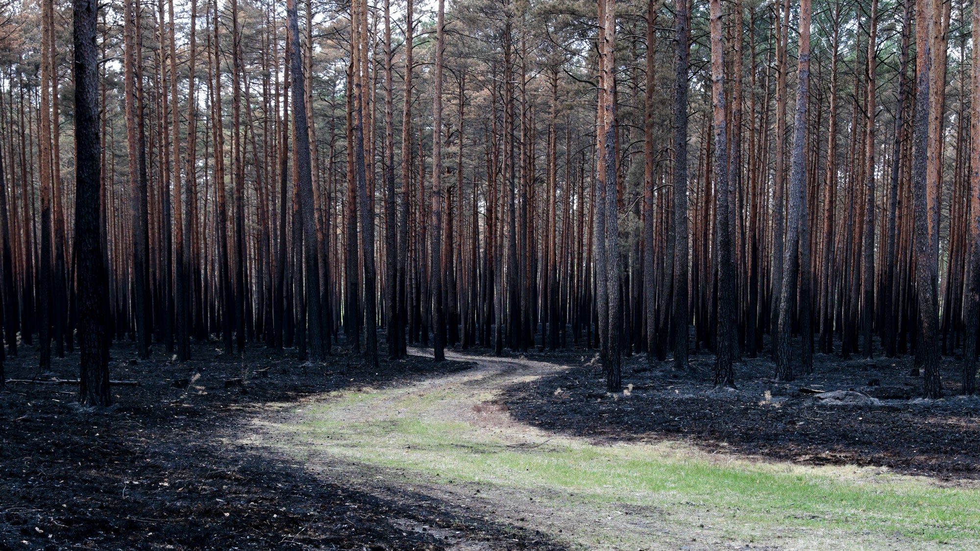 Untouched path is seen as burned trees and scorched ground remain after wildfires swept through parts of Puszcza Solska near Bilgoraj, Poland on 14 May, 2026. Wildfires that started at the beginning of May in Puszcza Solska have damaged 1157 hectare of forest in southeastern Poland, threatening local ecosystems and requiring extensive firefighting operations during periods of drought and unusual Spring heat. The local forest district administration of National Forests says that large parts of these  forests will need to be cut and replaced.