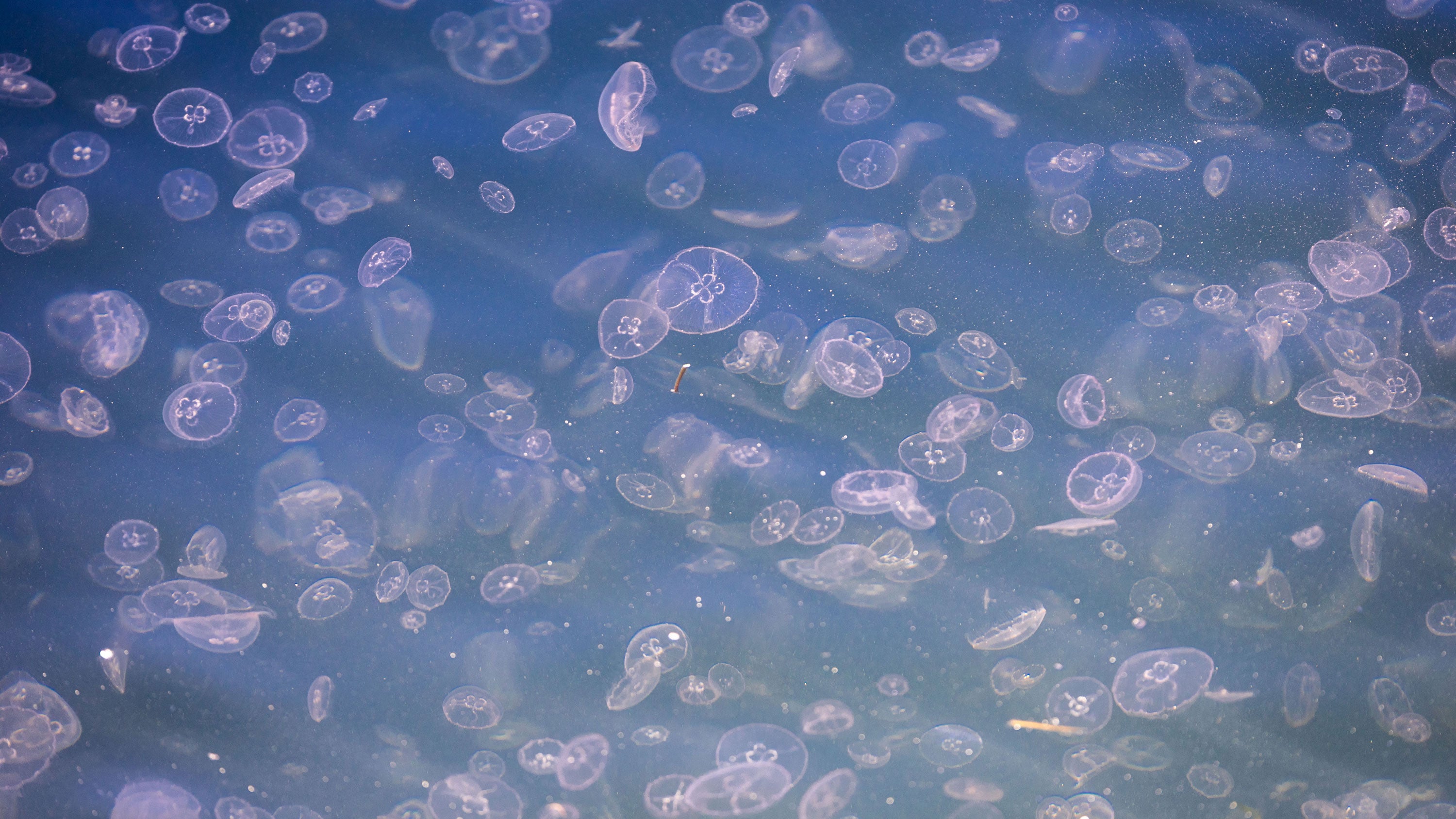 Hundreds of jellyfish are foraging in the shallow water in the fishing harbor on the Baltic Sea island of Poel in Timmendorf, Germany, on May 19, 2026.