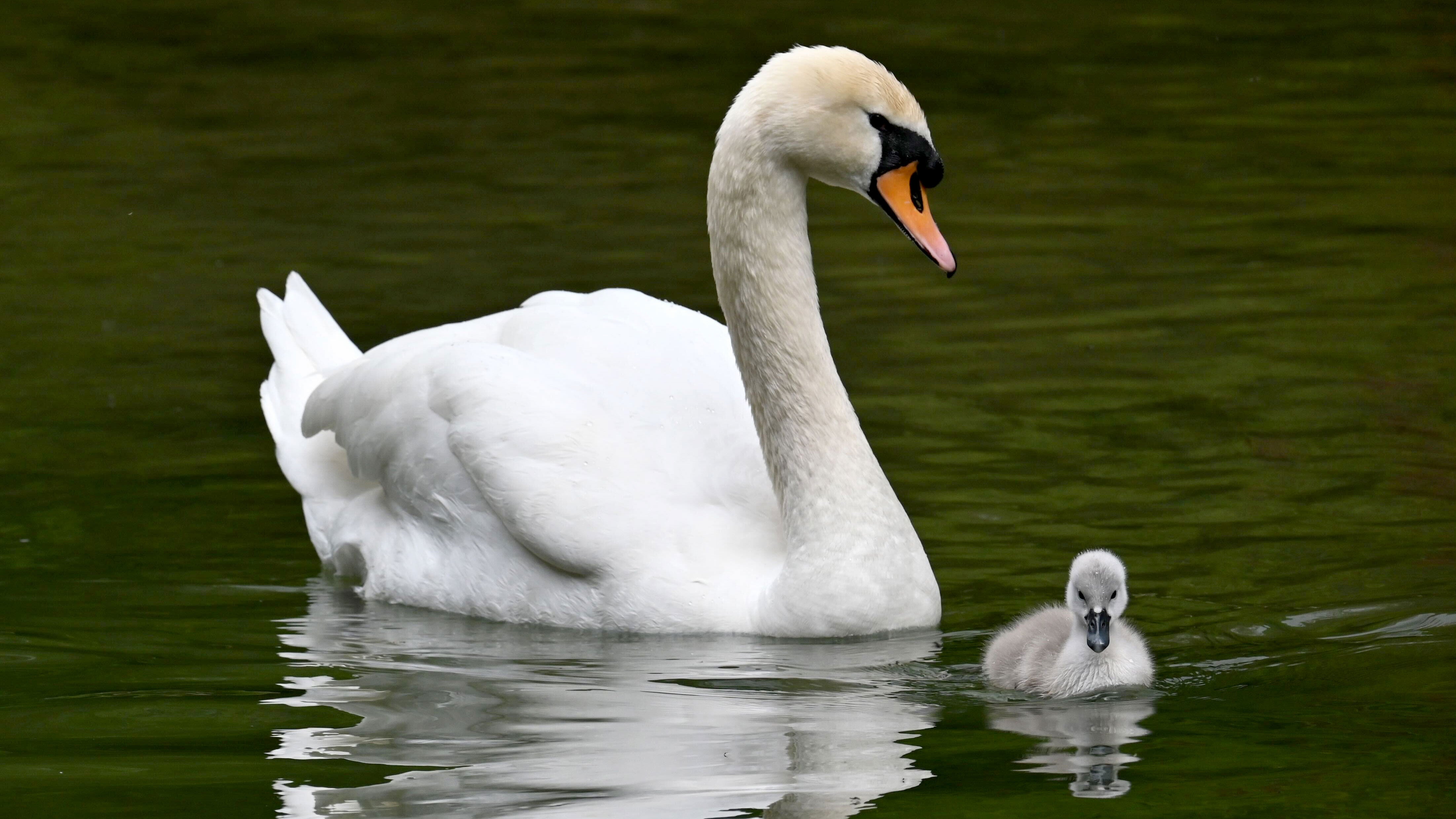 A swan chick and a swan swim in the Schwabing stream in the English Garden.
