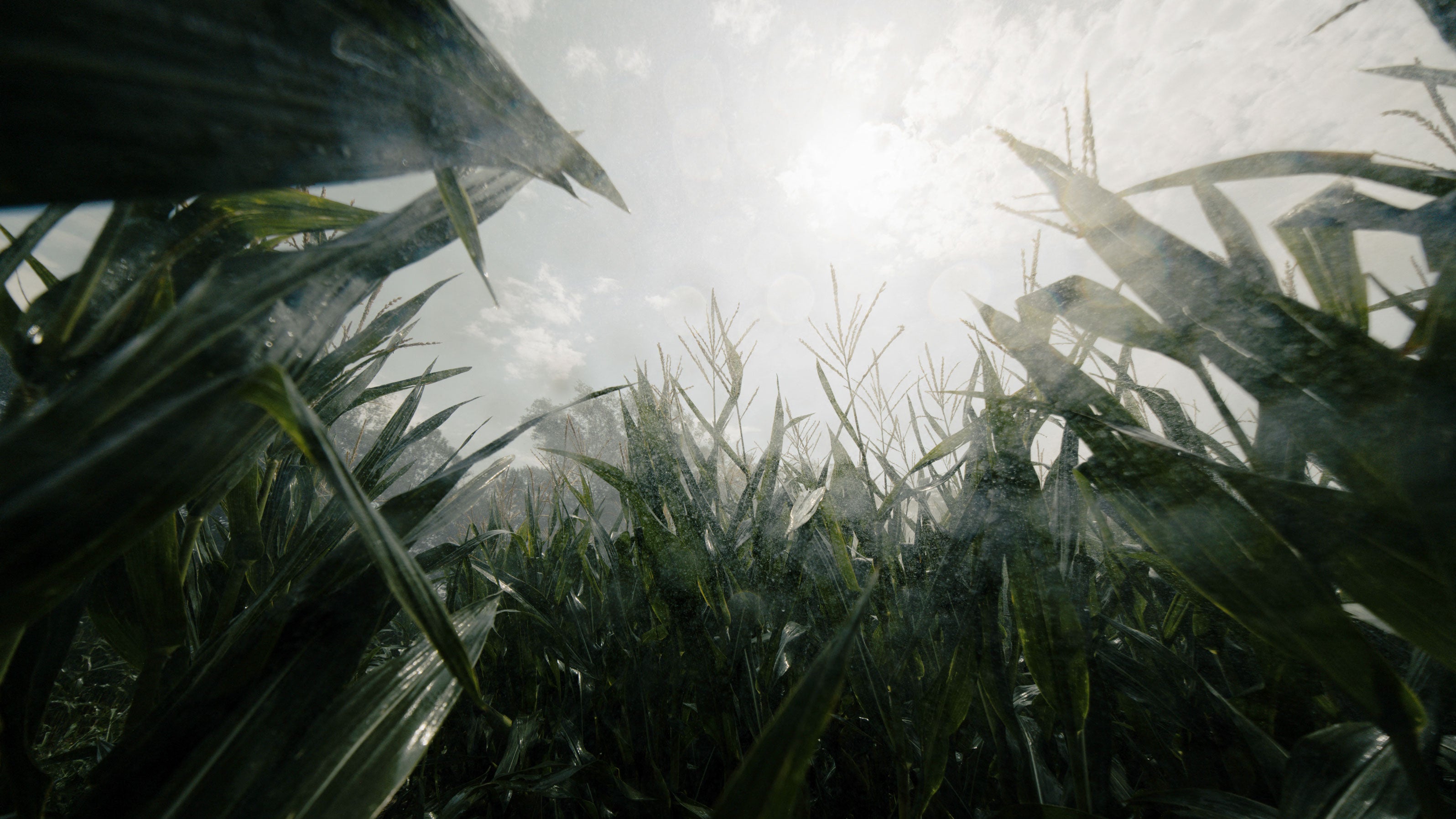 A corn field being sprayed with water from an irrigation system to prevent drought-induced stress during the final stages of growth before harvest in Beynost, eastern France, on Aug. 3, 2026.