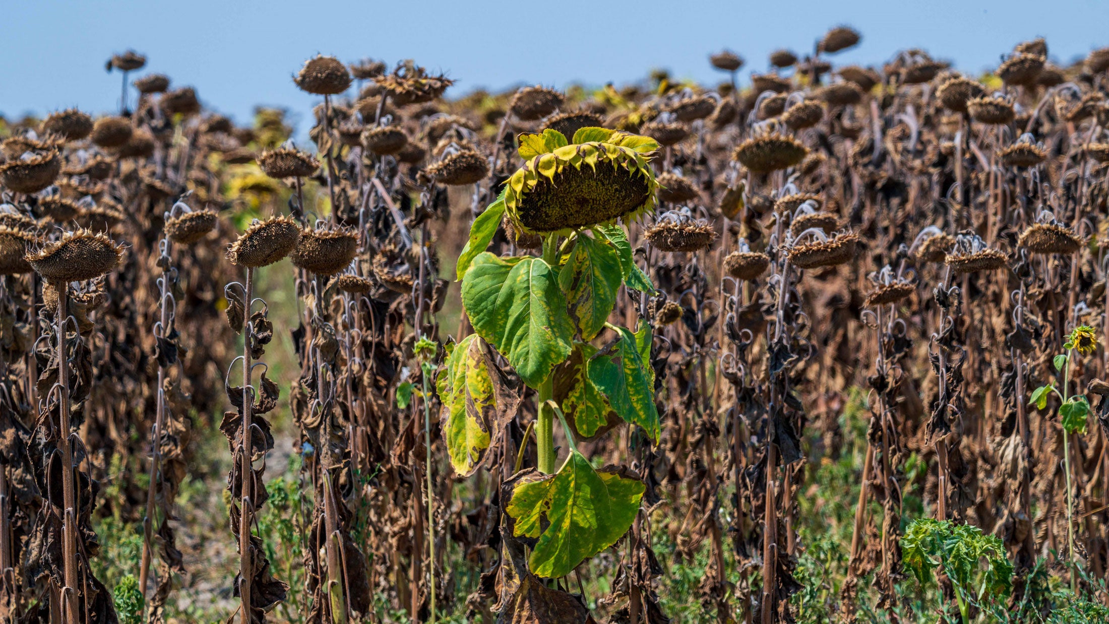 A nearly dried-out sunflower field near the village of Kovilj, Serbia, on Aug. 6, 2026, as a prolonged heatwave continues to affect much of the region. Prolonged drought and hot weather across Europe have pushed water levels along the Danube River to record seasonal lows, reaching its lowest flow rate in the last 30 years.