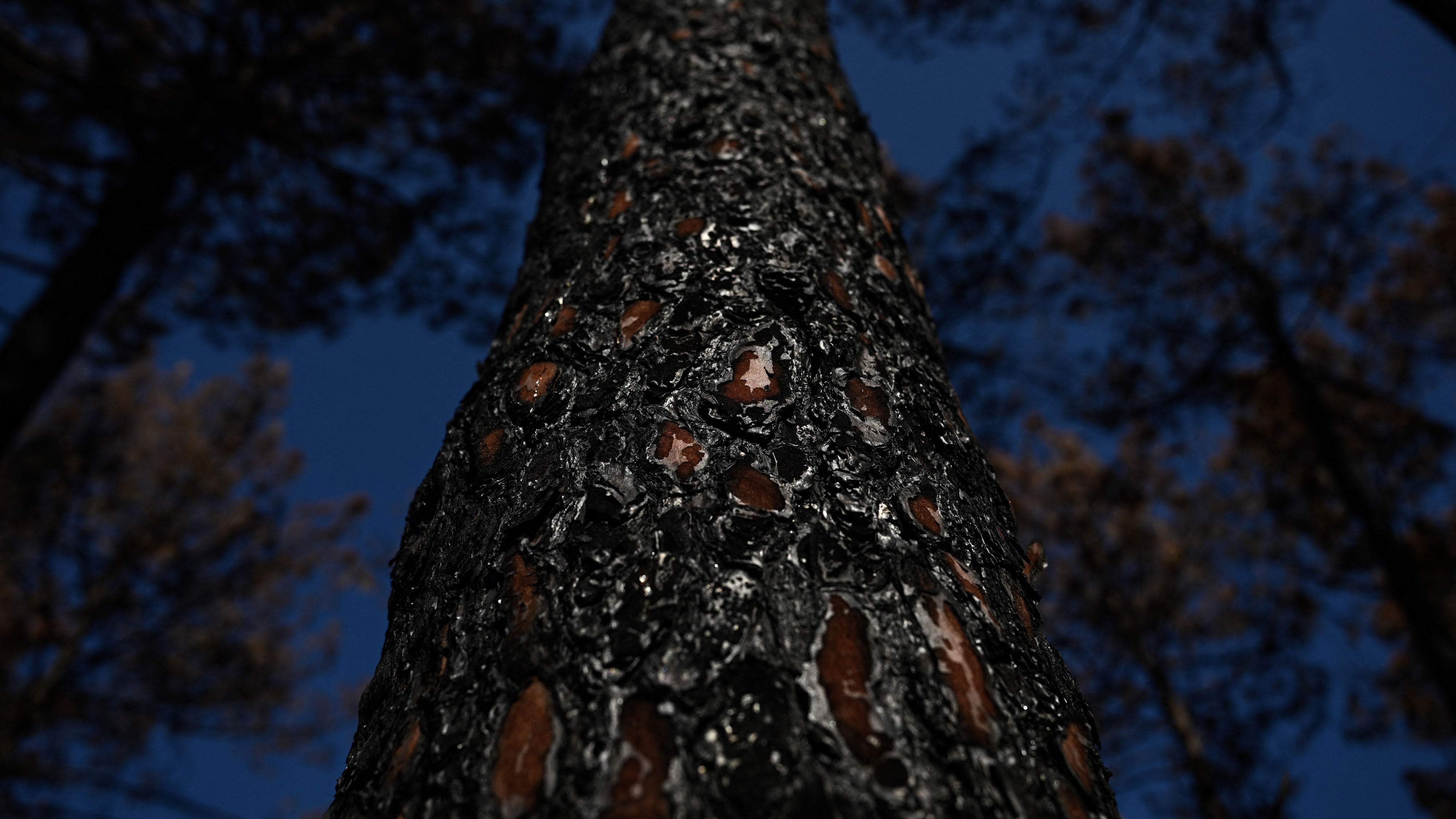 The charred bark of a fire-burnt maritime pine trunk, its reddish inner bark showing through the blackened crust, in a wildfire-ravaged forest near Saumos, Gironde, south-western France, on Tuesday, Aug. 11, 2026. The blaze, which broke out on July 22, burned around 42,000 hectares across the Gironde department before being contained in early August.