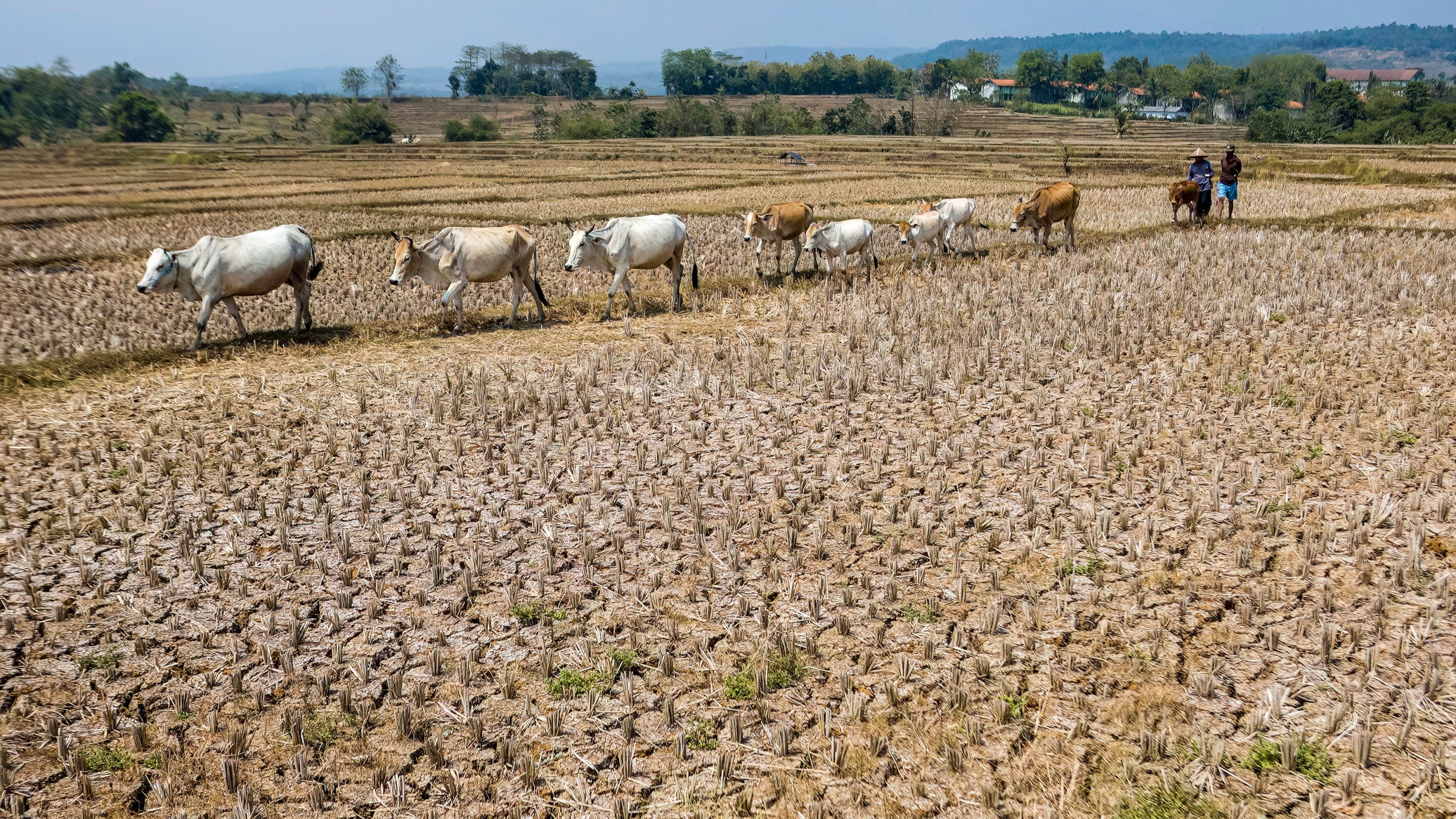 A farmer herds cattle across a dried-up rice field caused by a prolonged dry season at Wening Galih village in Bogor, West Java, Indonesia, on Thursday, Aug. 28, 2026. The drought in the region has lasted for the past three months. 