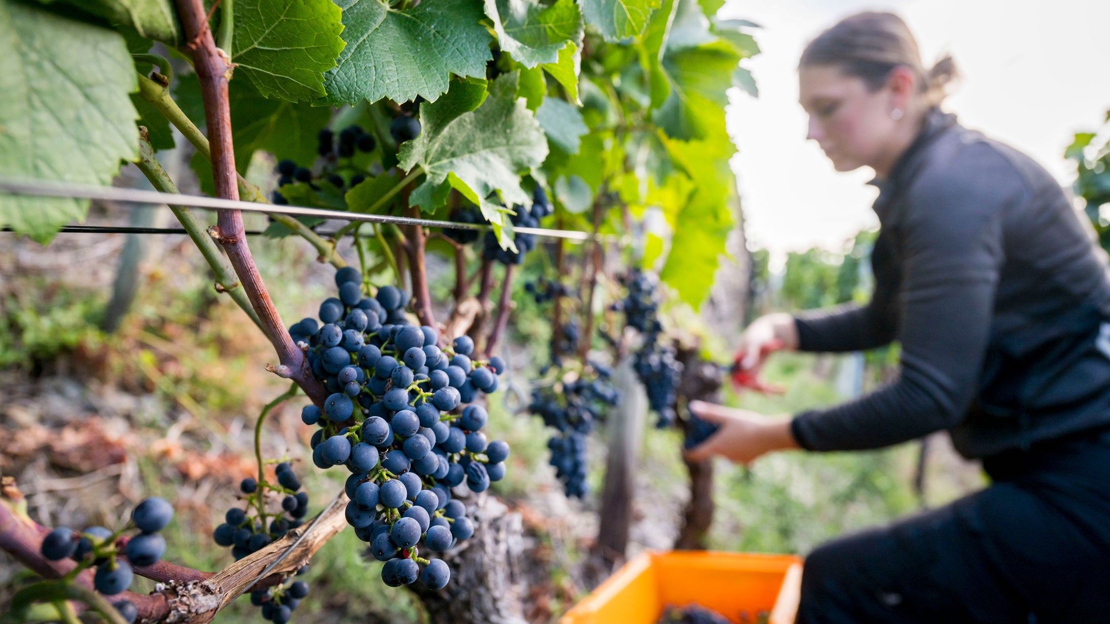 Workers harvest Pinot Noir grapes at the Jean Stodden vineyard on Tuesday, Sept. 1, 2026 near Bad Neuenahr-Ahrweiler, Germany. This year's intensely hot summer has led to smaller grapes and hence a reduced harvest. But the quality should be higher than average, with many German vineyards likely having a similarly strong vintage. 