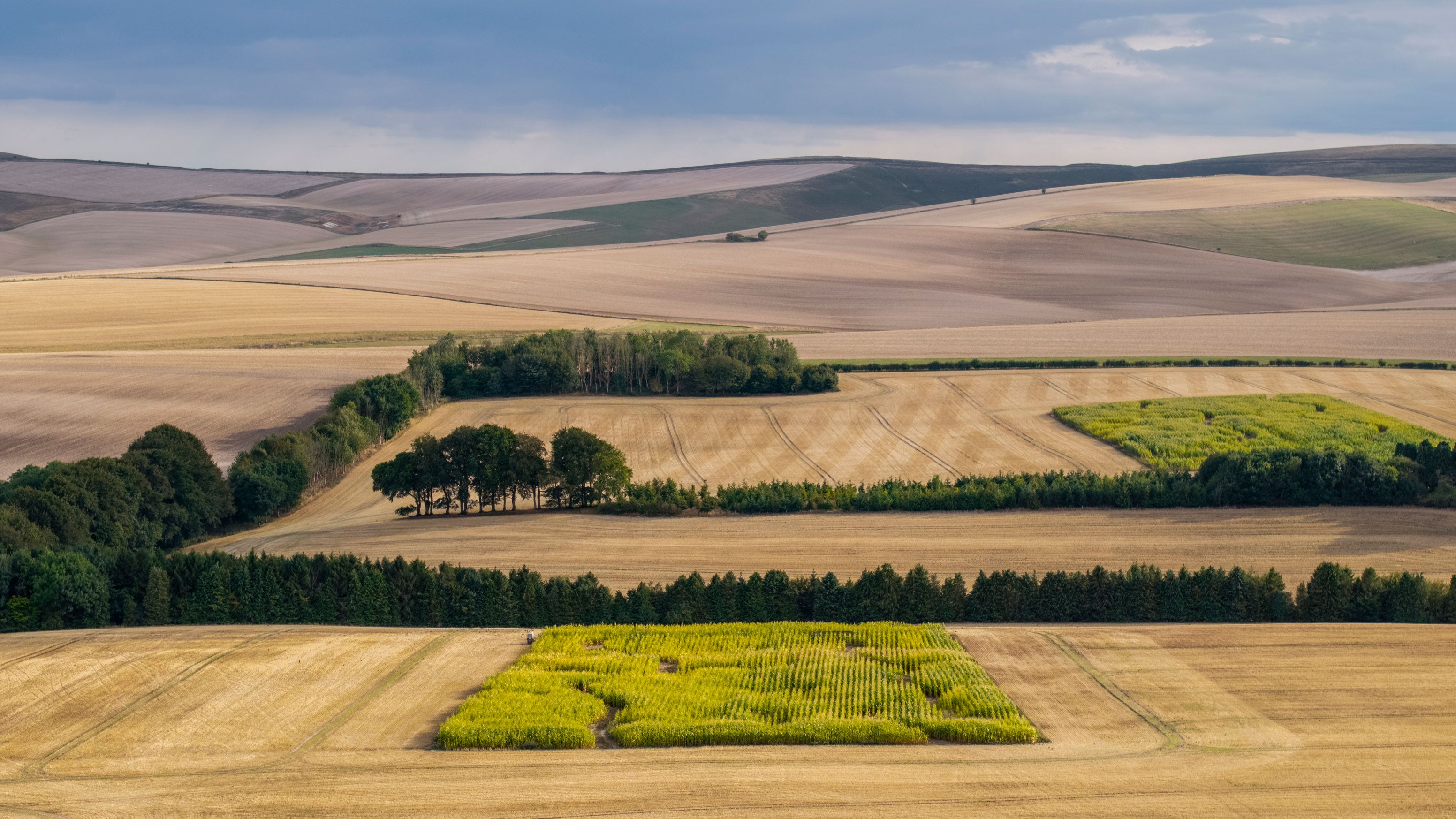 An aerial view of dry fields with lush green patches on Tuesday, Sept. 1, 2026, in Avebury, England. Over 71% of England is officially in drought following an exceptionally dry summer and record-low rainfall. 