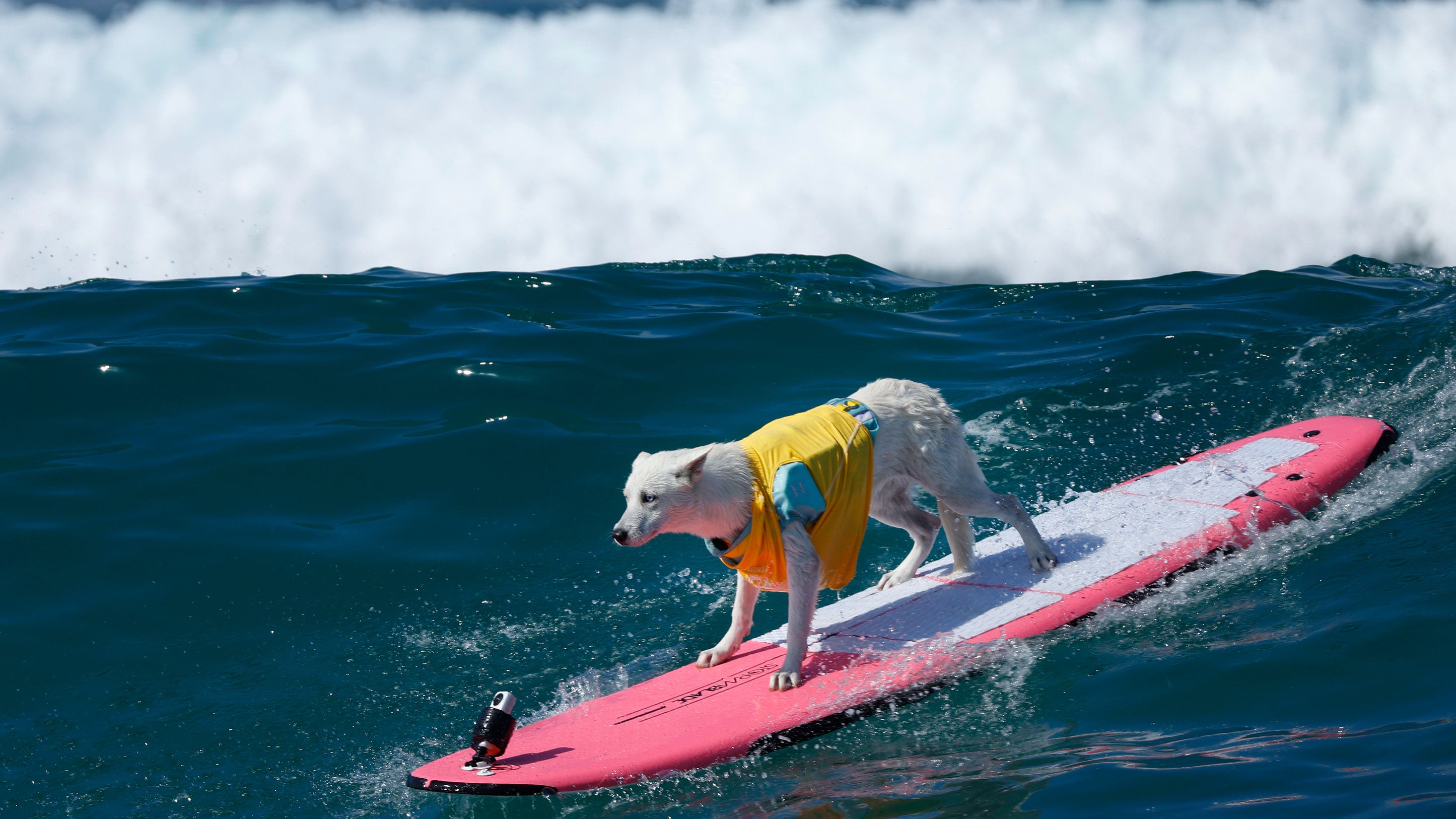 Sweet, a white Malinois Shepherd owned by Migz Berenguel, surfs a wave in the small dog division at the Helen Woodward Animal Center's 21st Annual Surf Dog Surf-A-Thon on Sept. 13, 2026, in Del Mar, California.