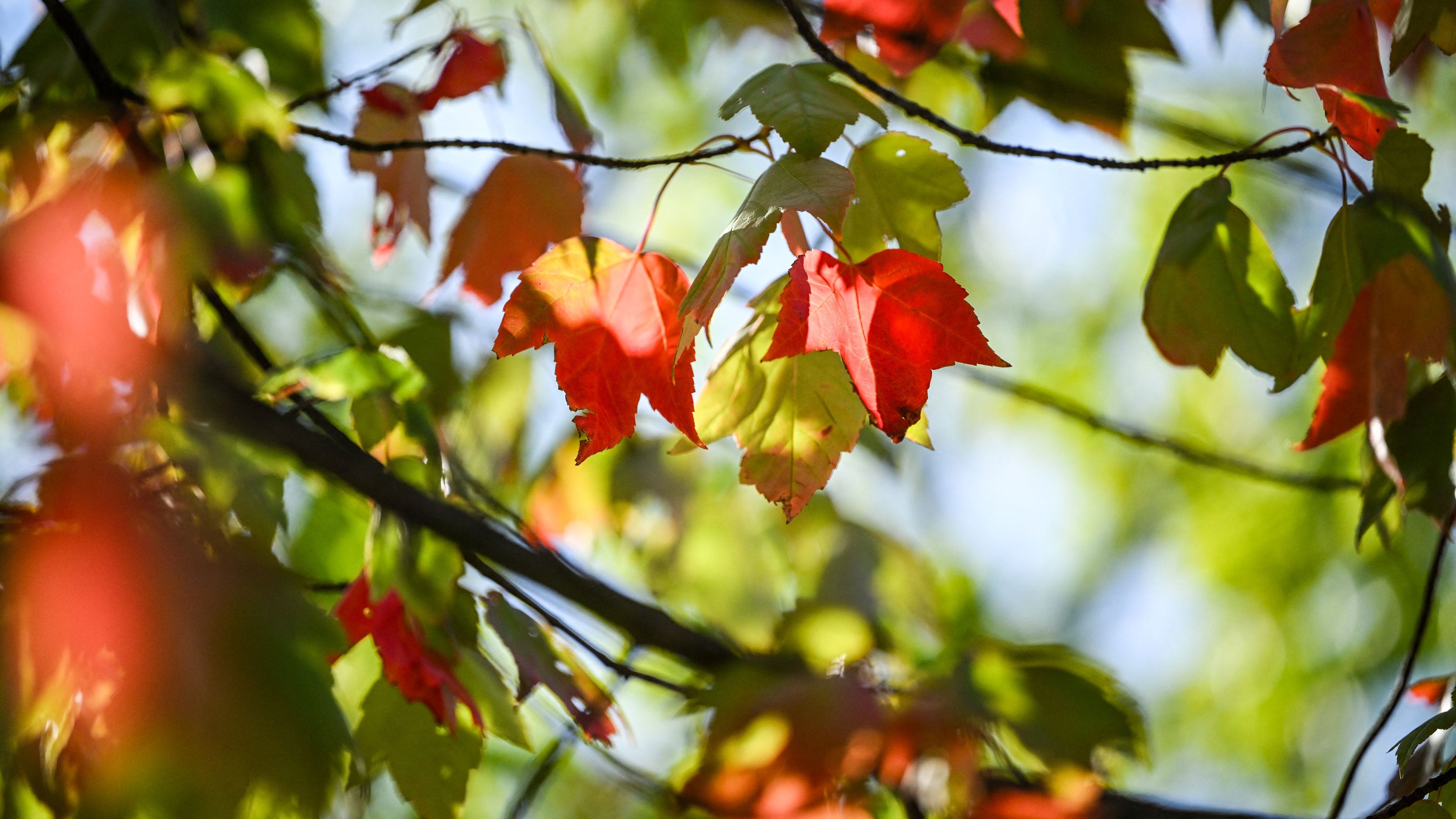 Colorful leaves glisten in the sun on a tree on Sept. 15, 2026, in Berlin, Germany.