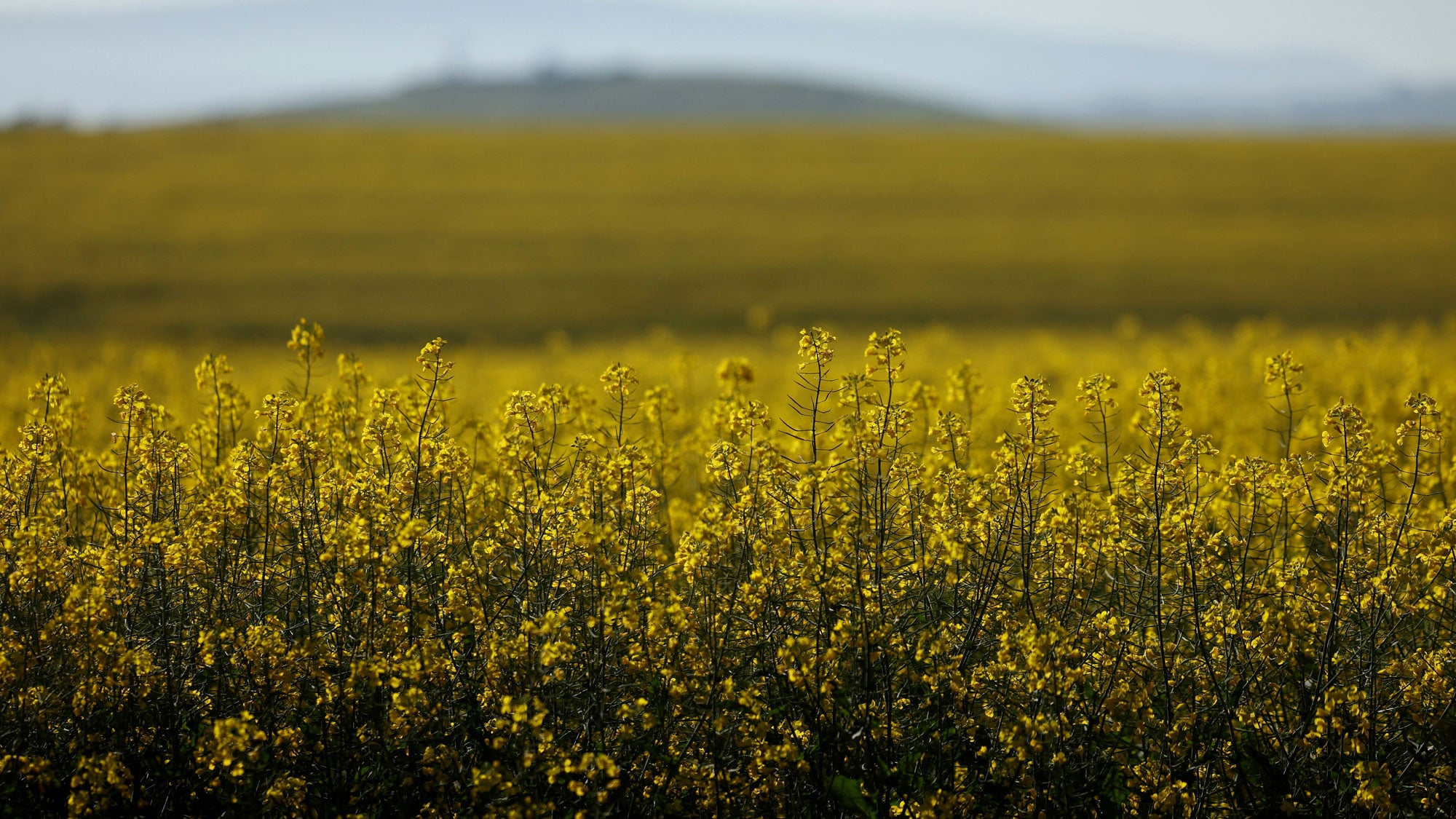 Yellow canola flowers in full bloom across a field in Wallan, north of Melbourne, Australia, as the crop reaches its peak spring flowering season in southeastern Australia on Sept. 23, 2026.