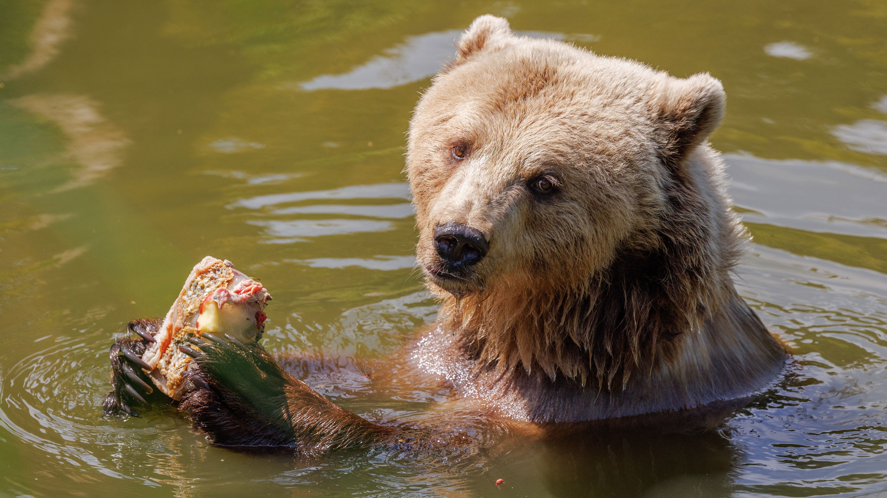 Flocon the brown bear is eating an ice pop with apple, pear, meat and fish in an enclosure at Olderdissen Zoo on June 20, 2026. An extreme heat warning was in effect for parts of North Rhine-Westphalia, with temperatures exceeding 86 degrees Fahrenheit.