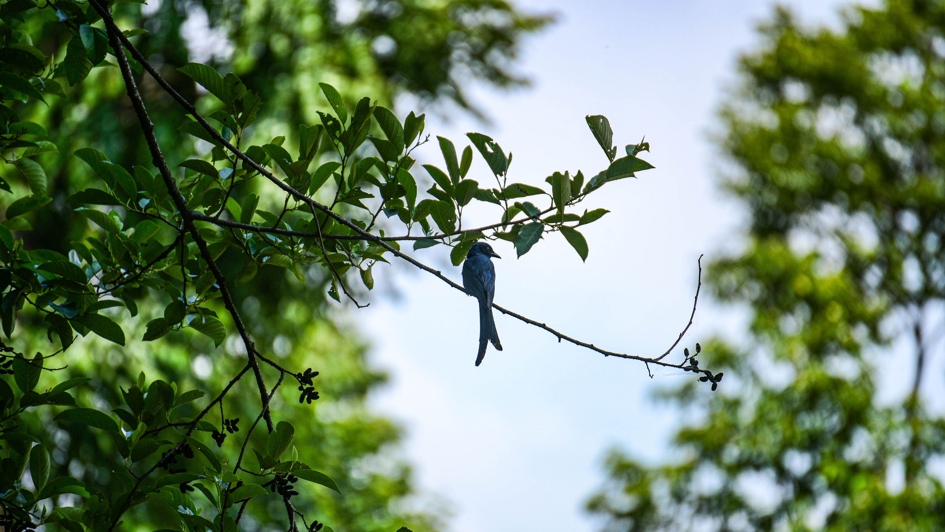 A black drongo (Dicrurus macrocercus) perches on a branch on the outskirts of Kathmandu Valley, Nepal, on June 13, 2026. 