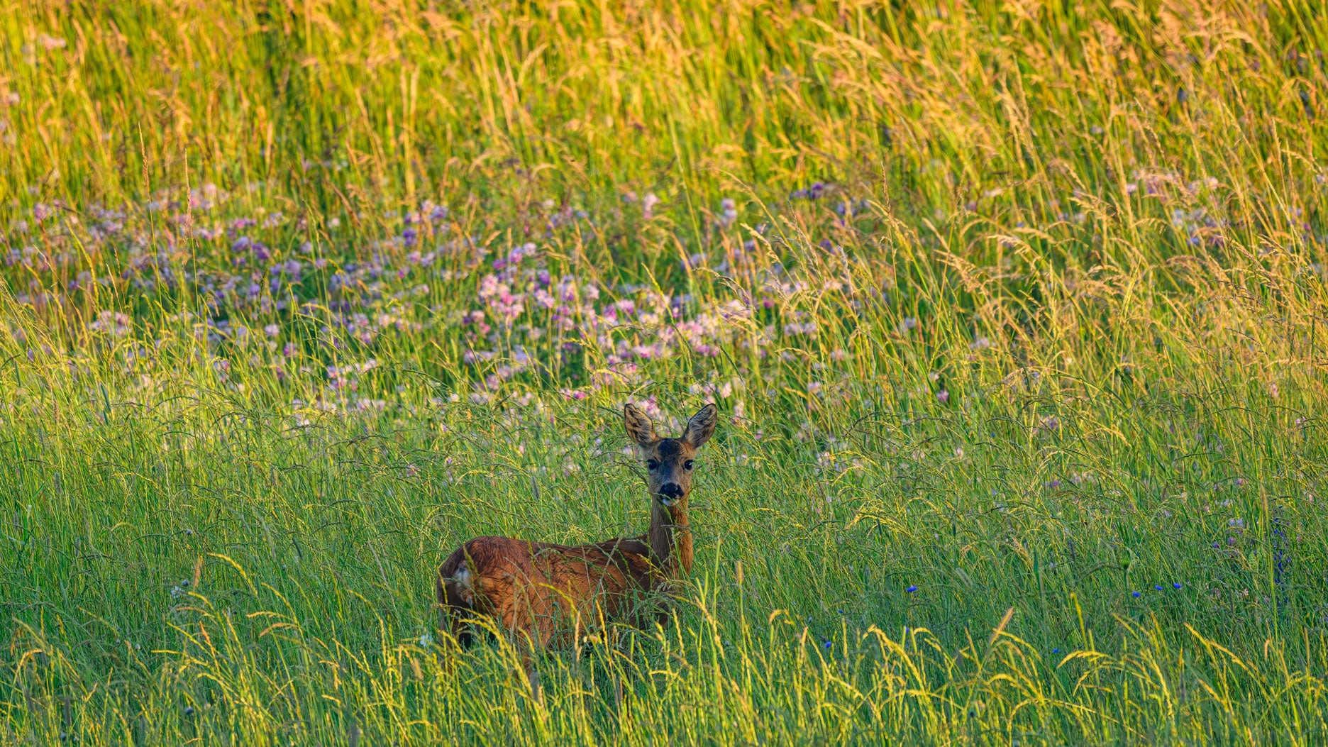 A European roe deer stands in an untouched wildflower meadow in Brandenburg, Seelow, early in the morning before the summer heat of the day sets in. 
