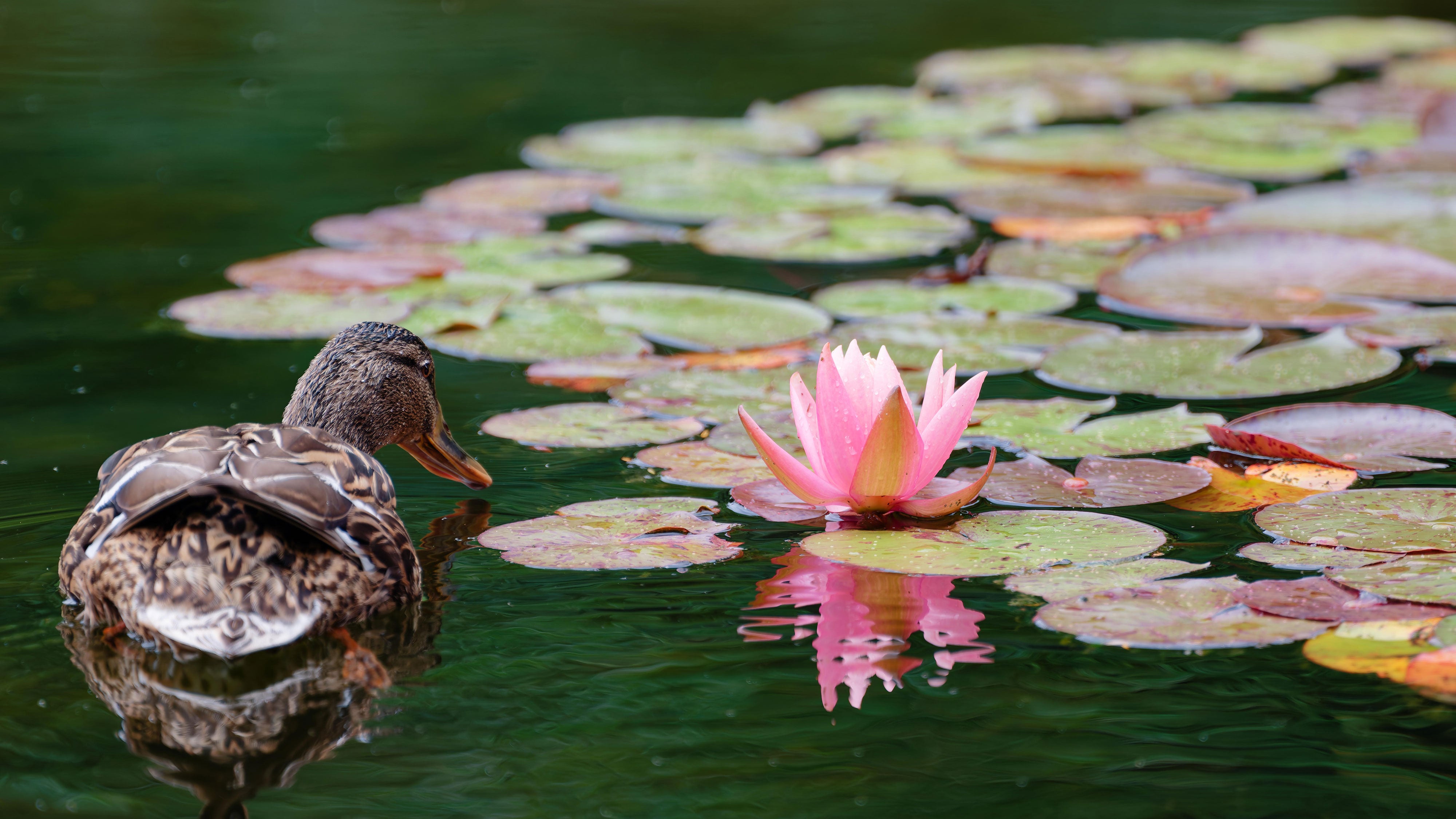 A duck swims past a water lily in a pond in the castle park in Baden-W&uuml;rttemberg, Weinheim on June 11, 2026.