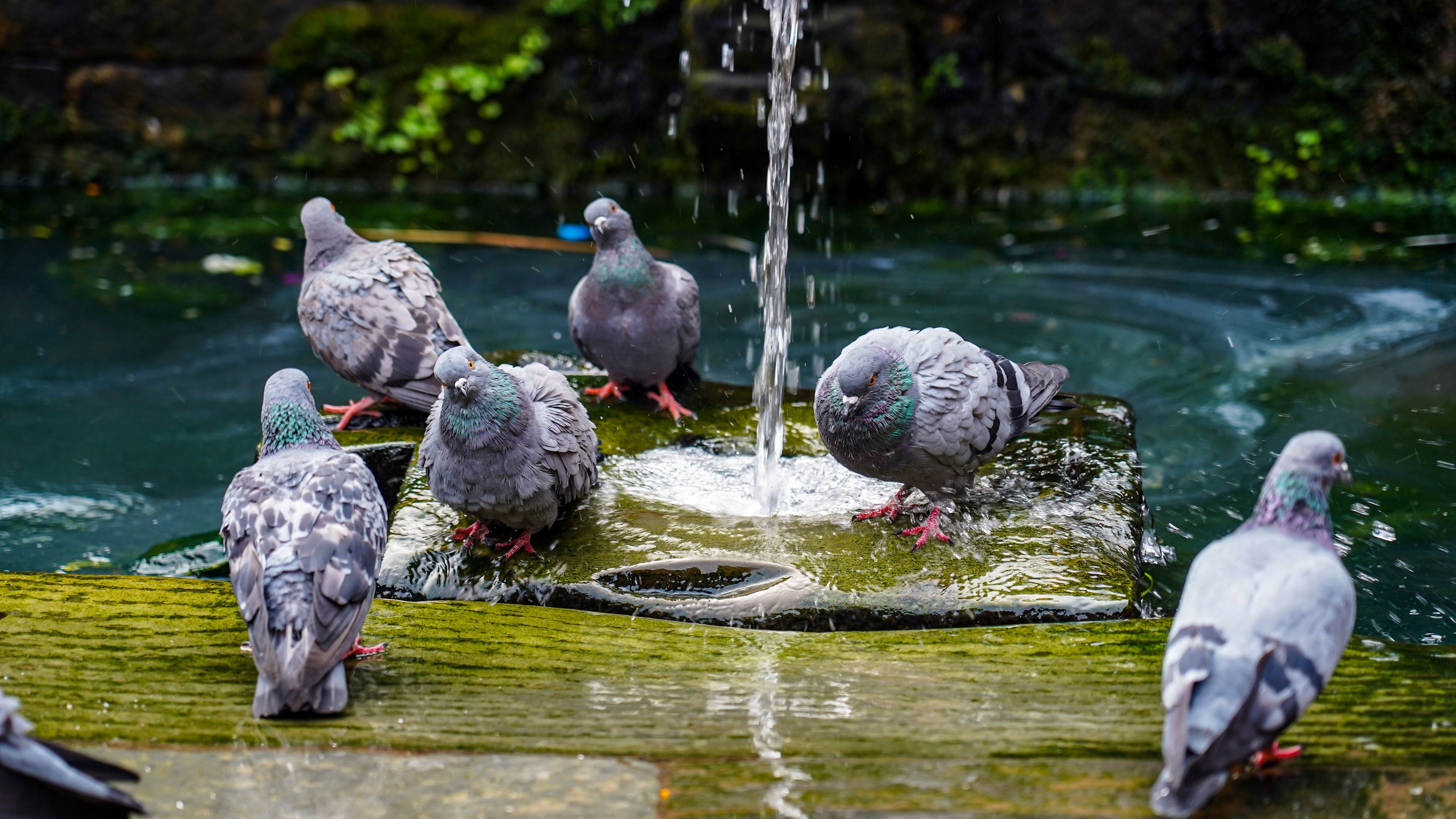 Birds play in the water to escape the summer heat in Lalitpur, Nepal, on June 20, 2026.