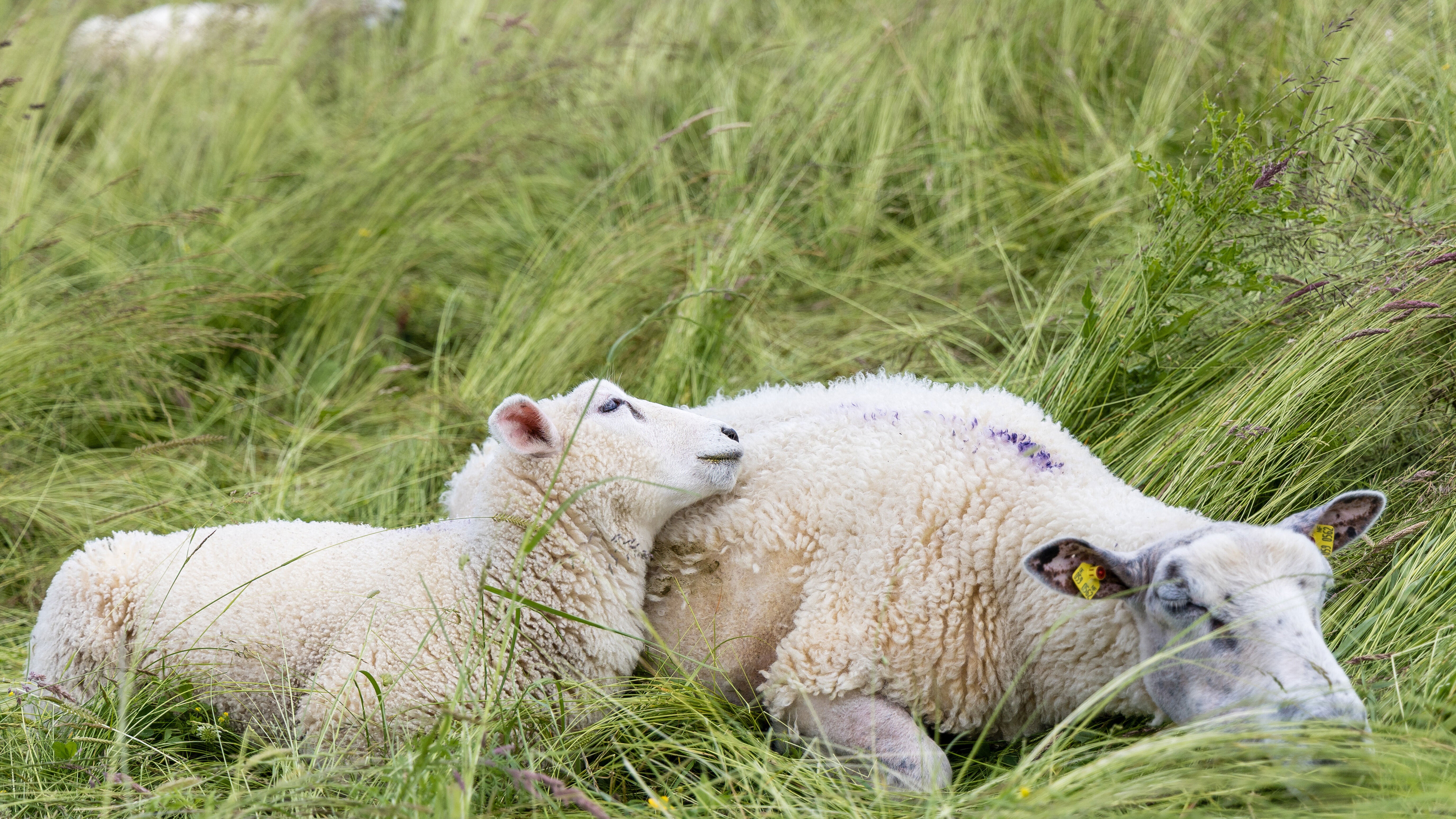 The wind blows across a meadow where a ewe lies with her lamb in Schleswig-Holstein, Falsh&ouml;ft on June 11, 2026