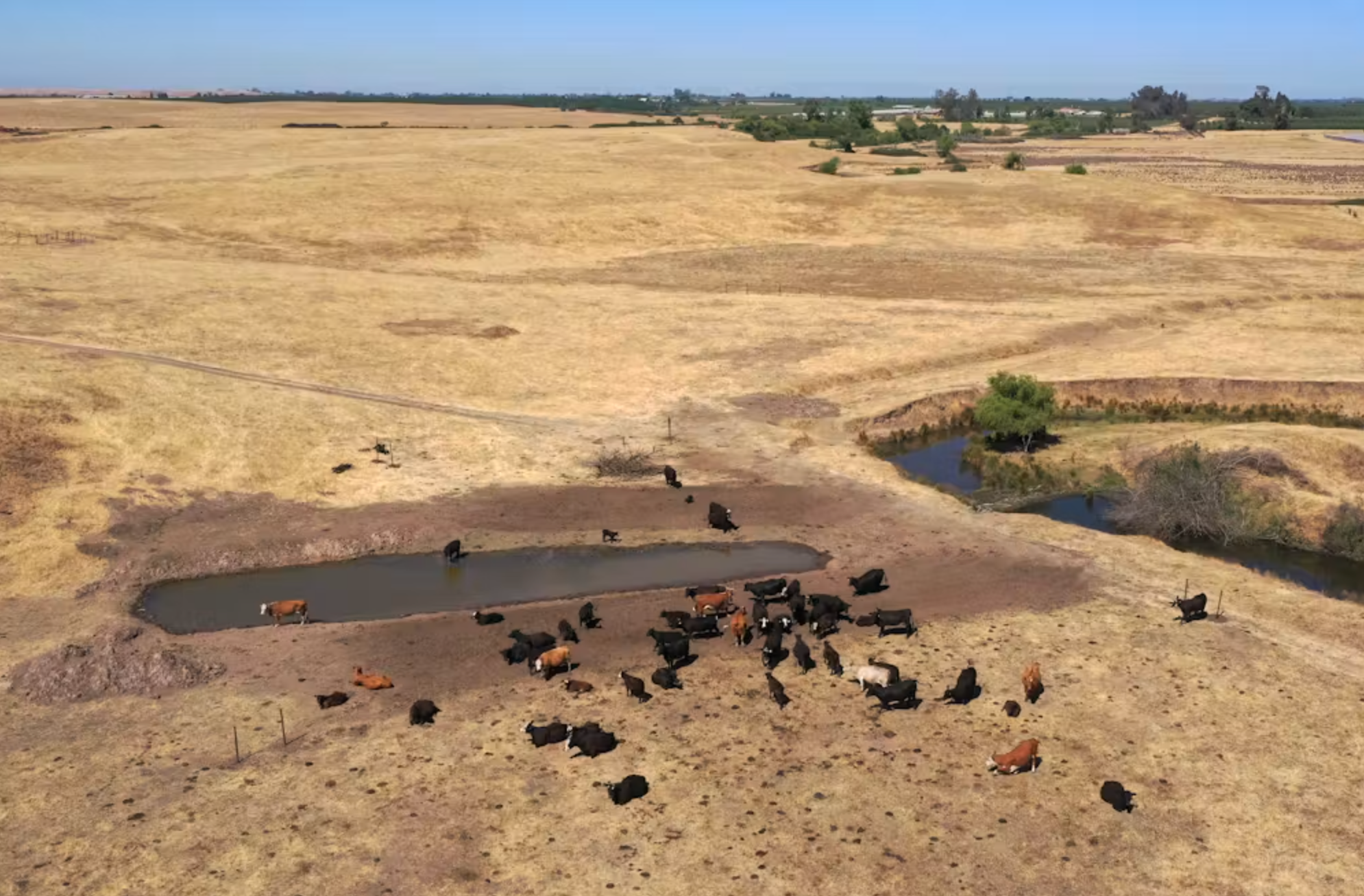 Cows stand near a small water source, surrounded by arid land