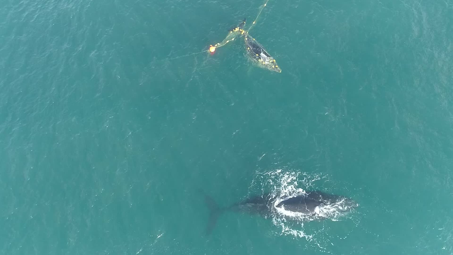 Whale Calf Freed After Mother&rsquo;s Cries Alerted Locals