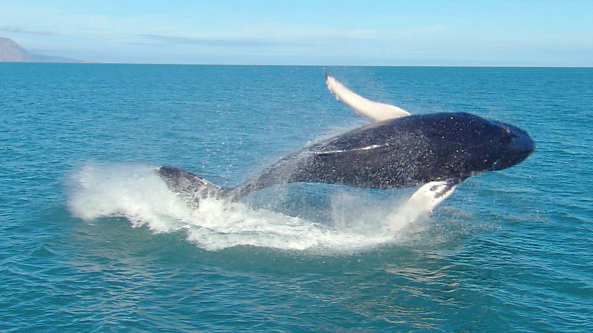 Whales Are A Key To Fighting Climate Change
