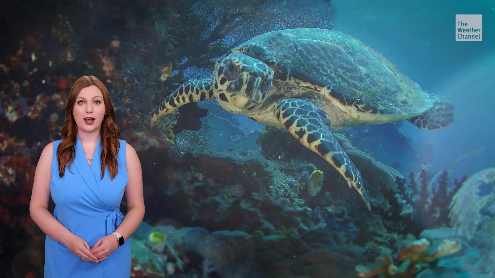 What Do Sea Turtles Do In Their &lsquo;Lost Years&rsquo;?