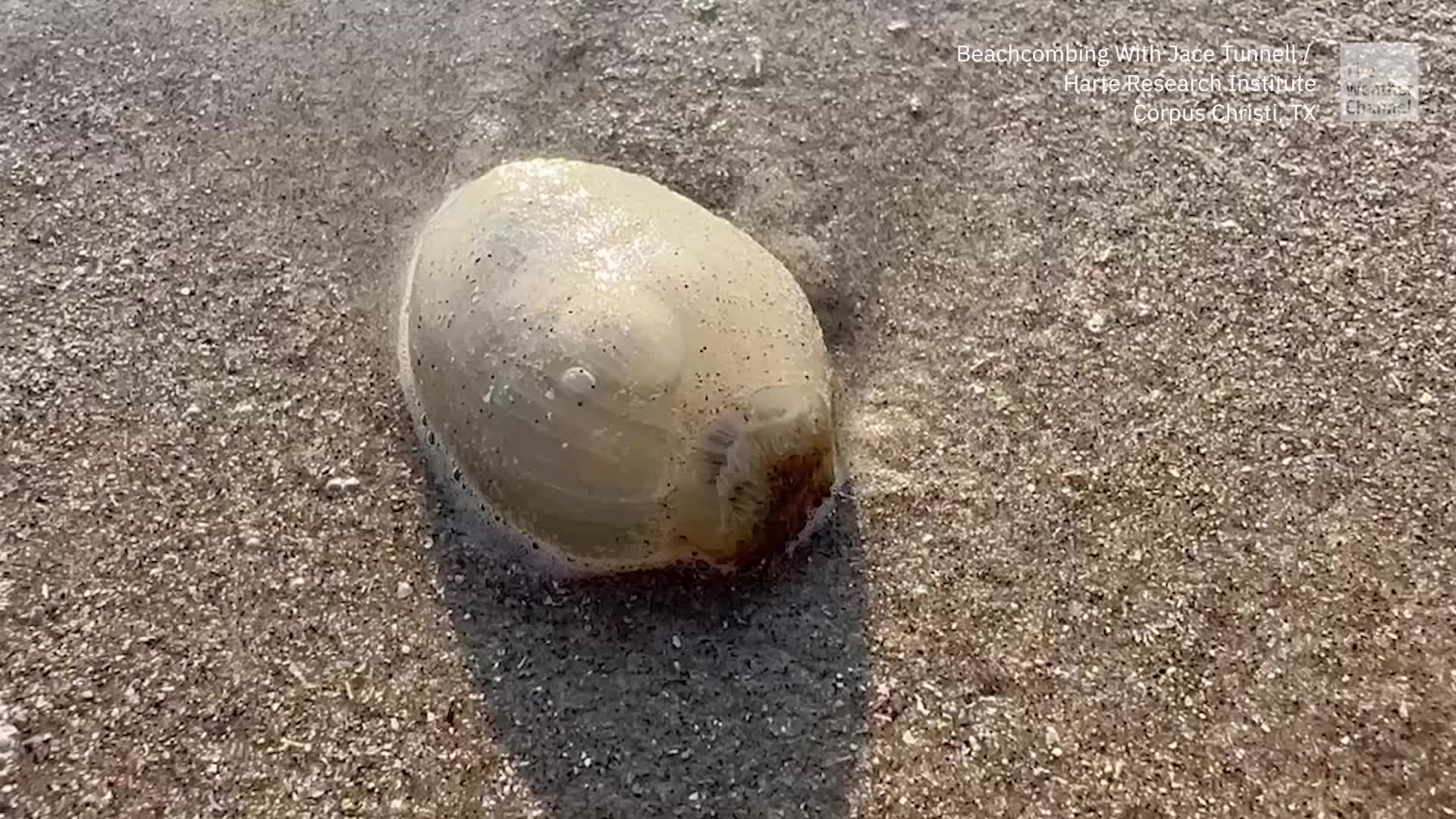 What Is That? Shape-Shifting Creatures Are Washing Ashore