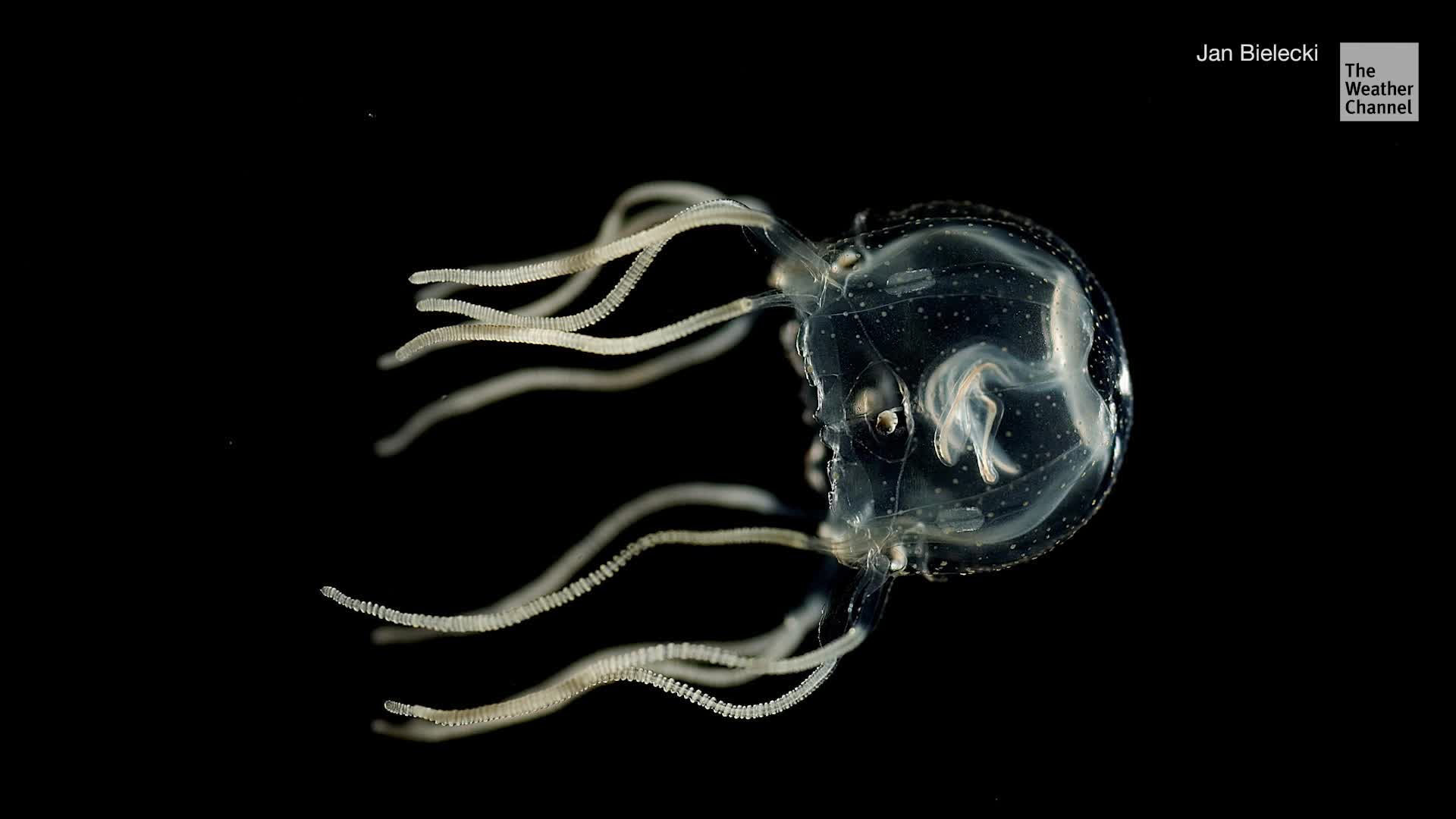 What Jellyfish Research Could Mean For Our Own Brains