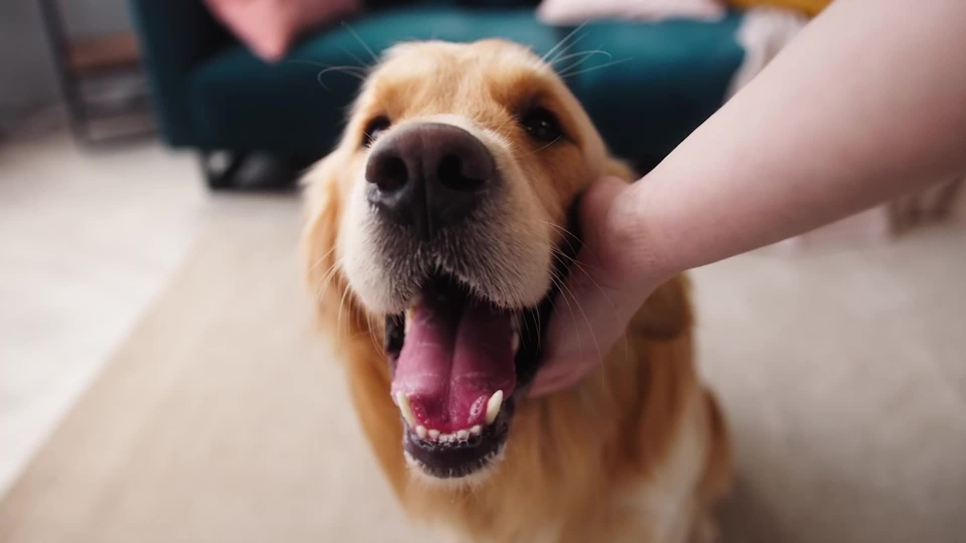 What Not To Feed Your Dog This Super Bowl Sunday