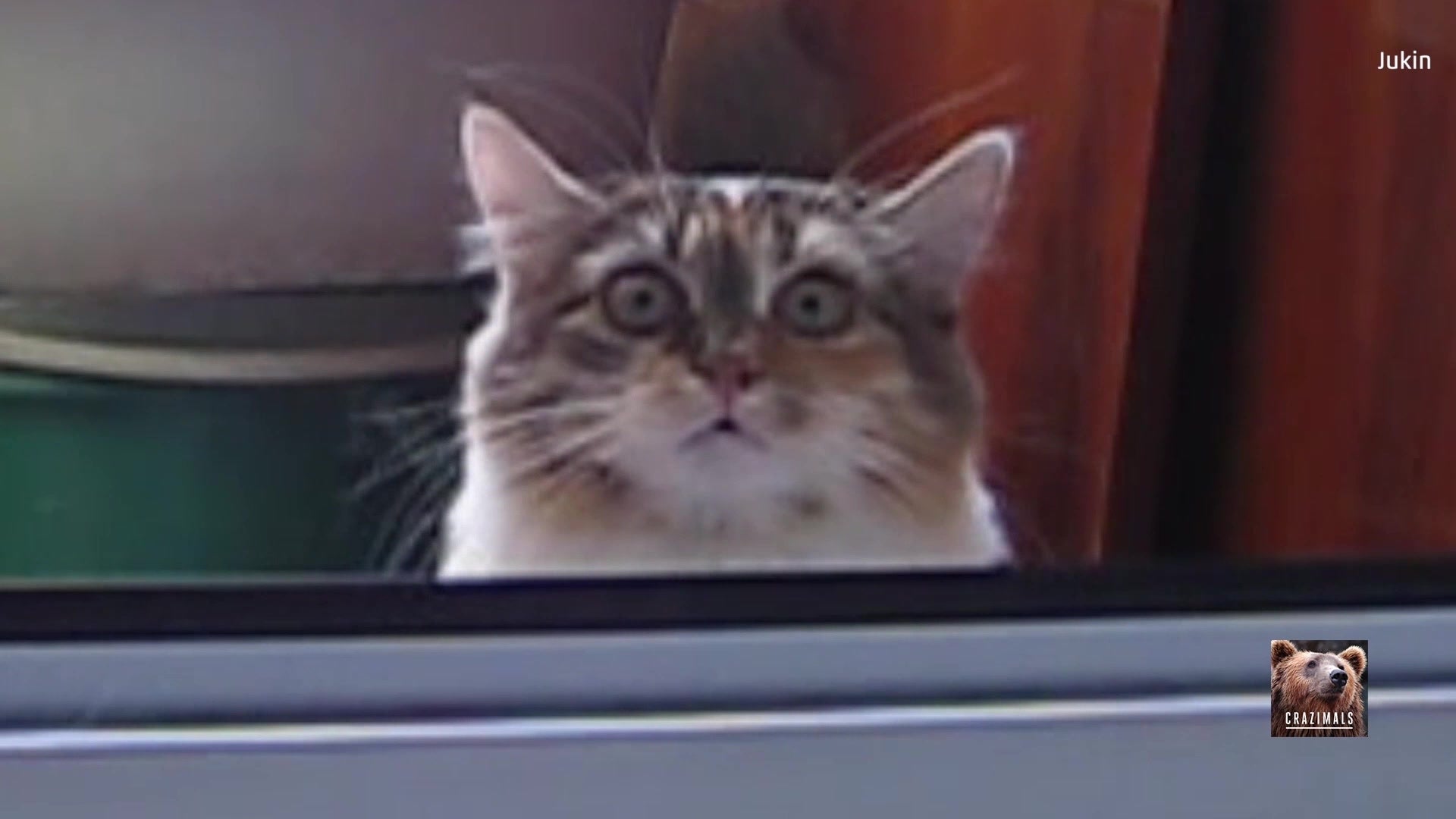 What the Heck is This Cat Staring At?