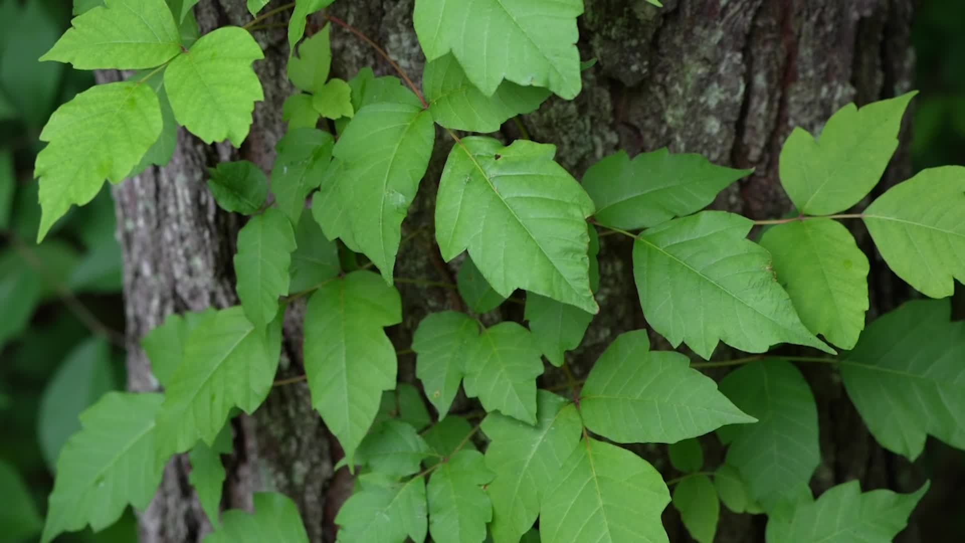 What To Do If You Encounter Poison Ivy, Oak Or Sumac