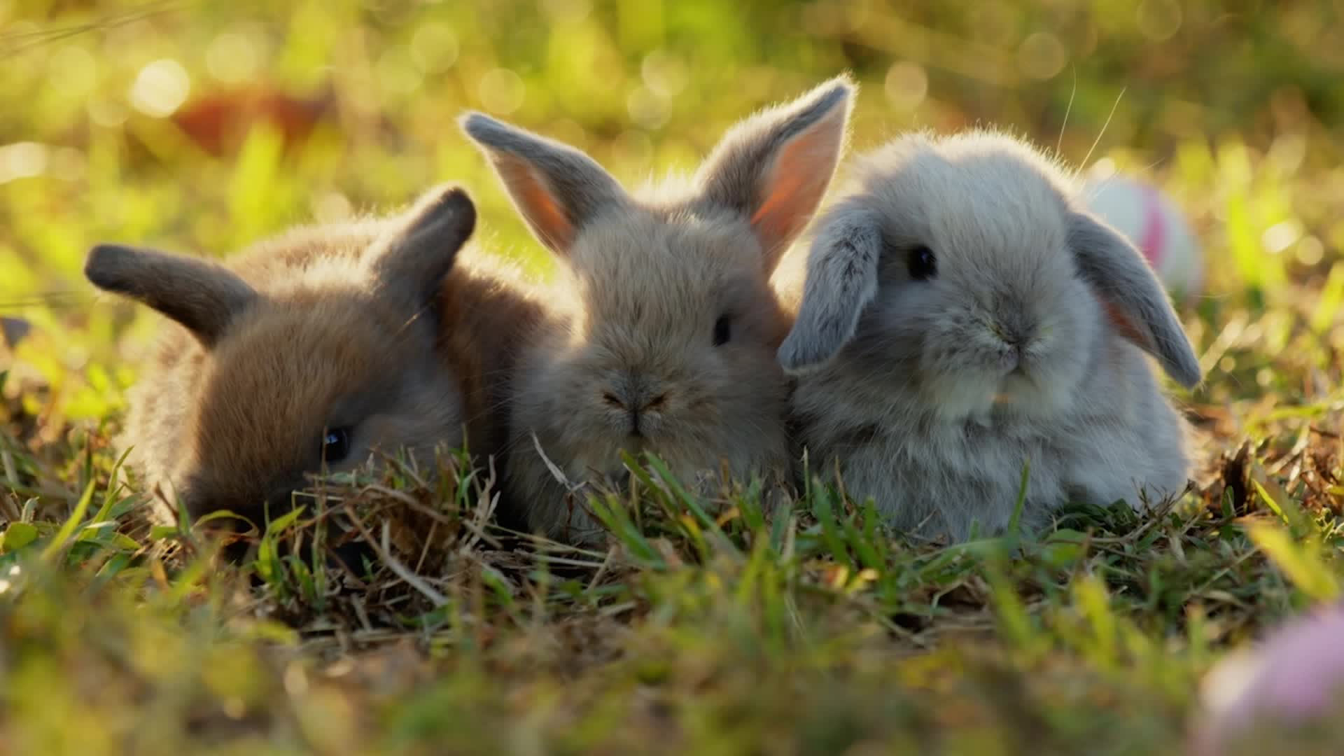 What To Do If You Find A Baby Animal
