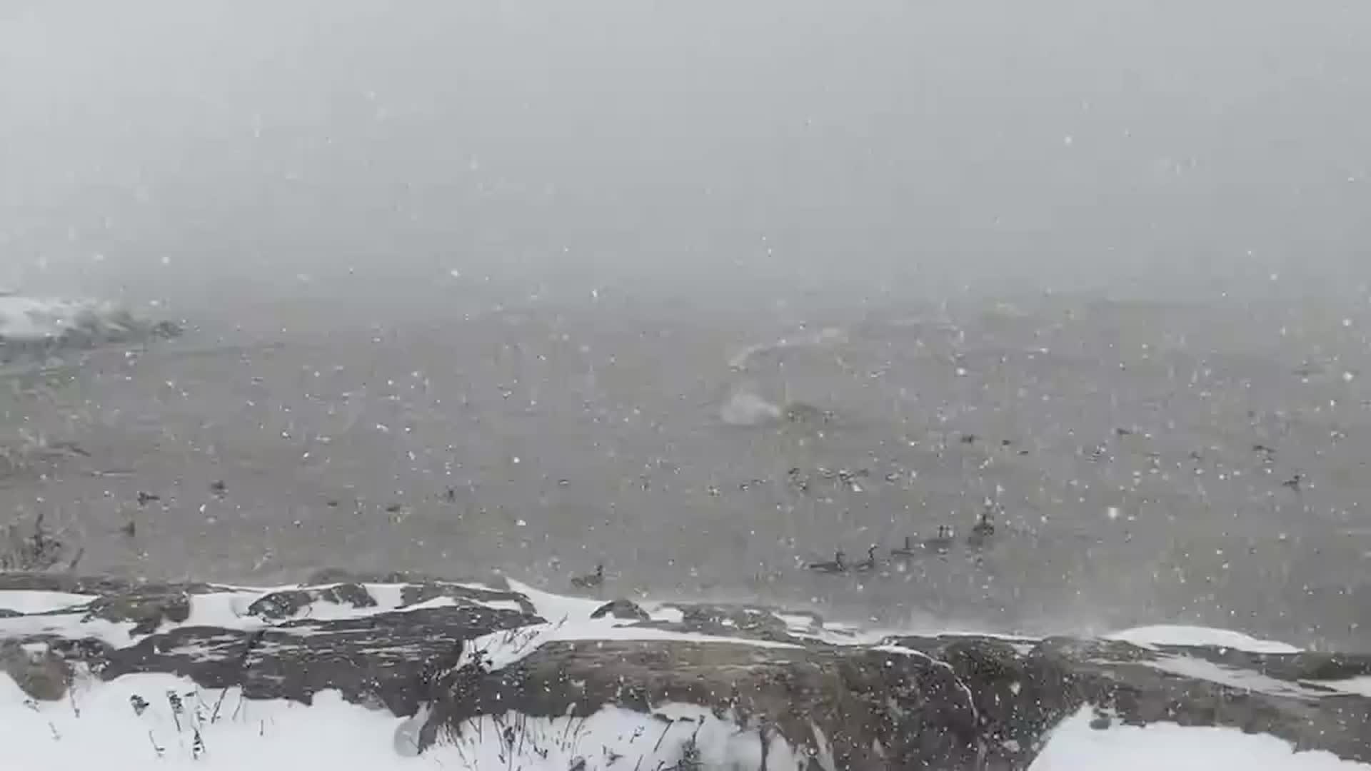 What Winter? Birds Bob In Lake Erie Snowfall 