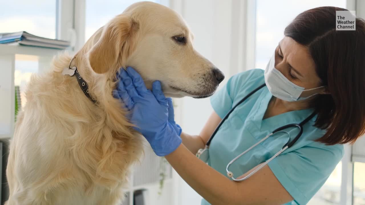 What You Need To Know About Mystery Canine Illness