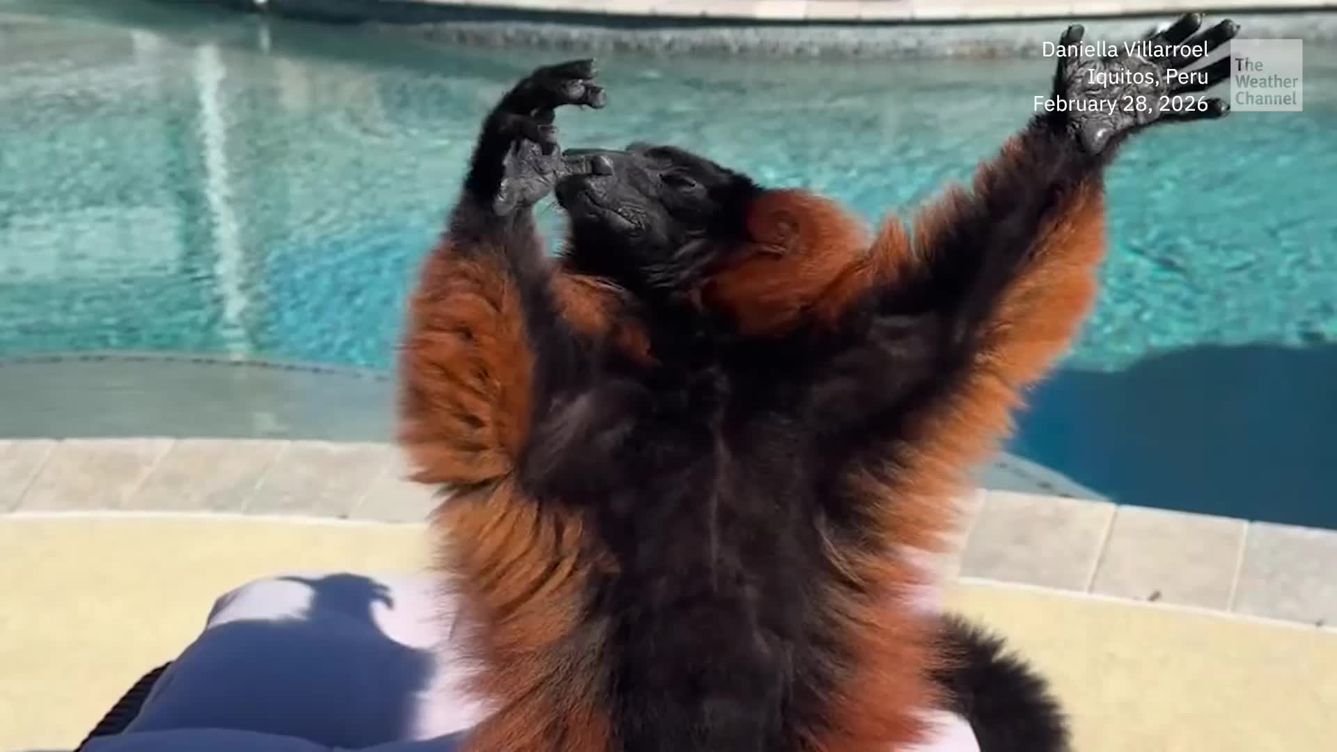 When The Sun Is Giving You Life &ndash; Like This Sunbathing Lemur