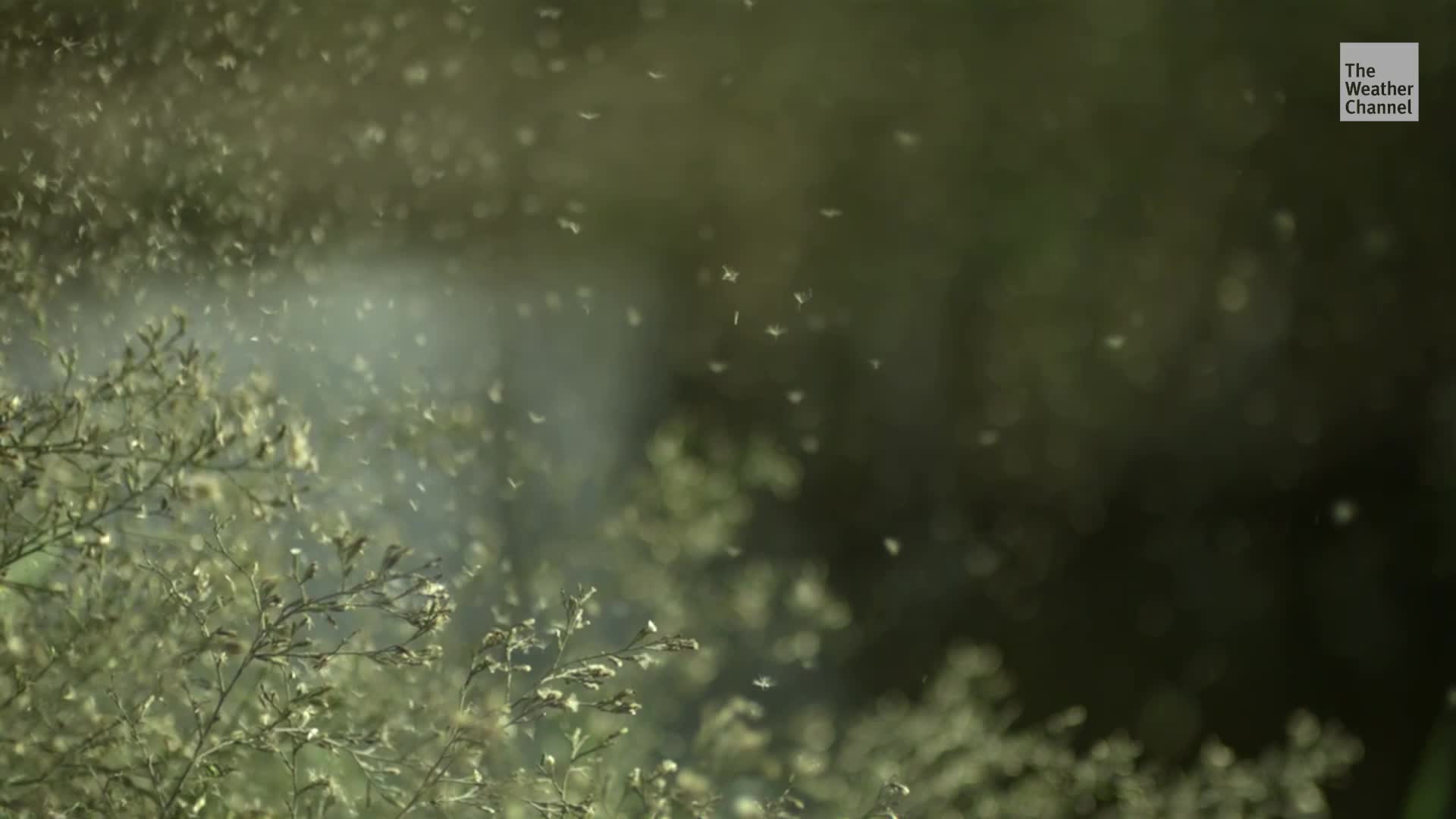 When Will Pollen’s Pervasive Plague Arrive In Your Area?