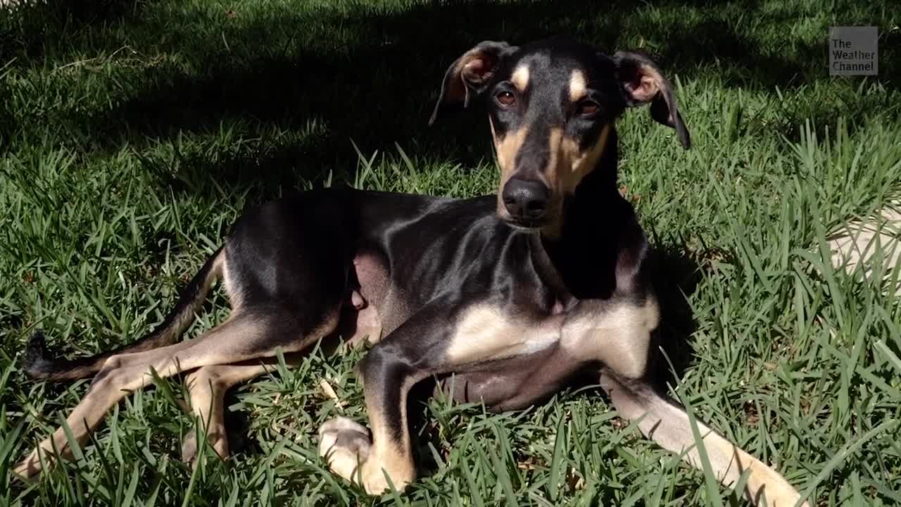 Which Dog Breed Is The Most Popular?