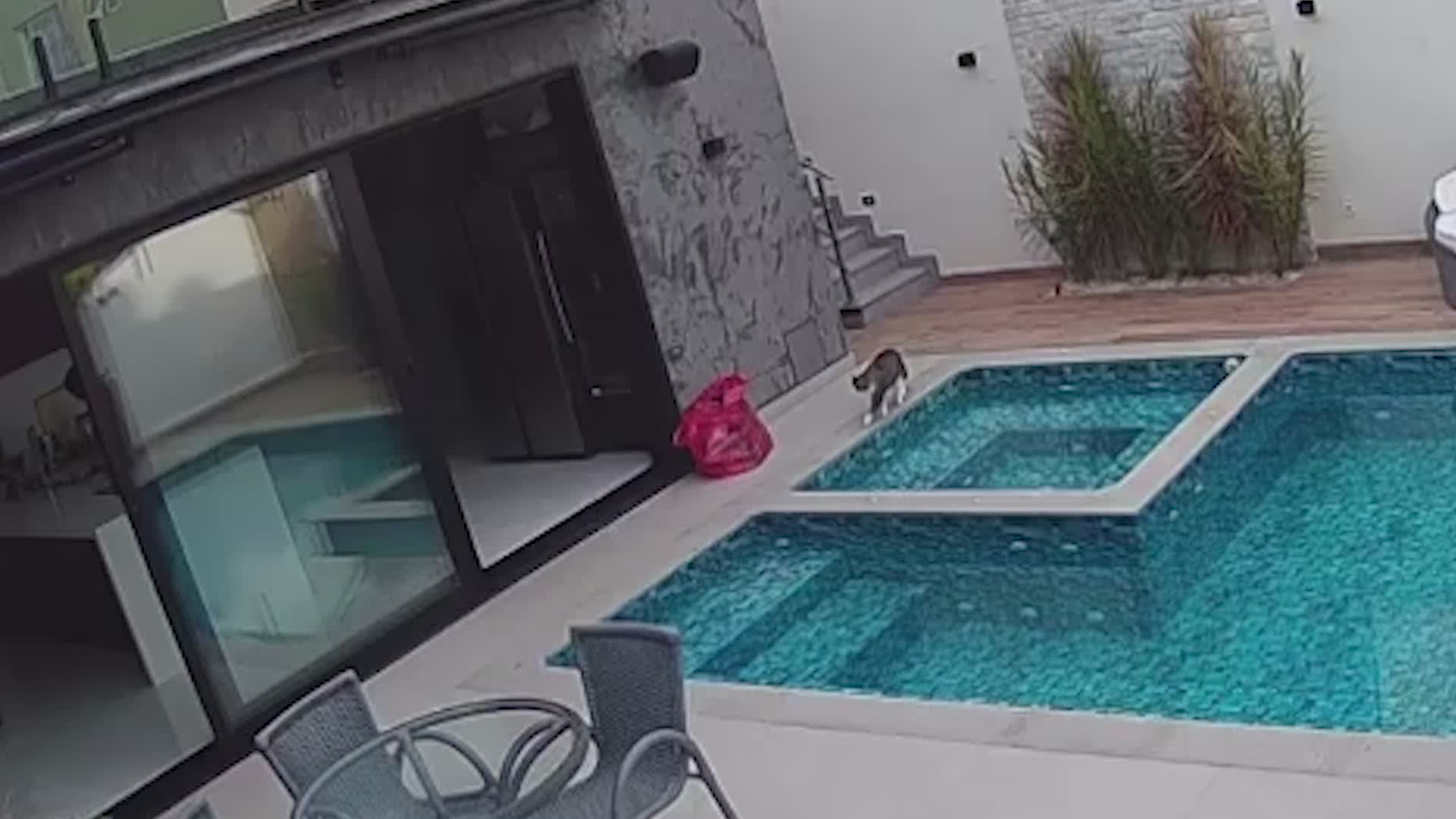 Whoops! Cat Did Not Want To Be In That Pool