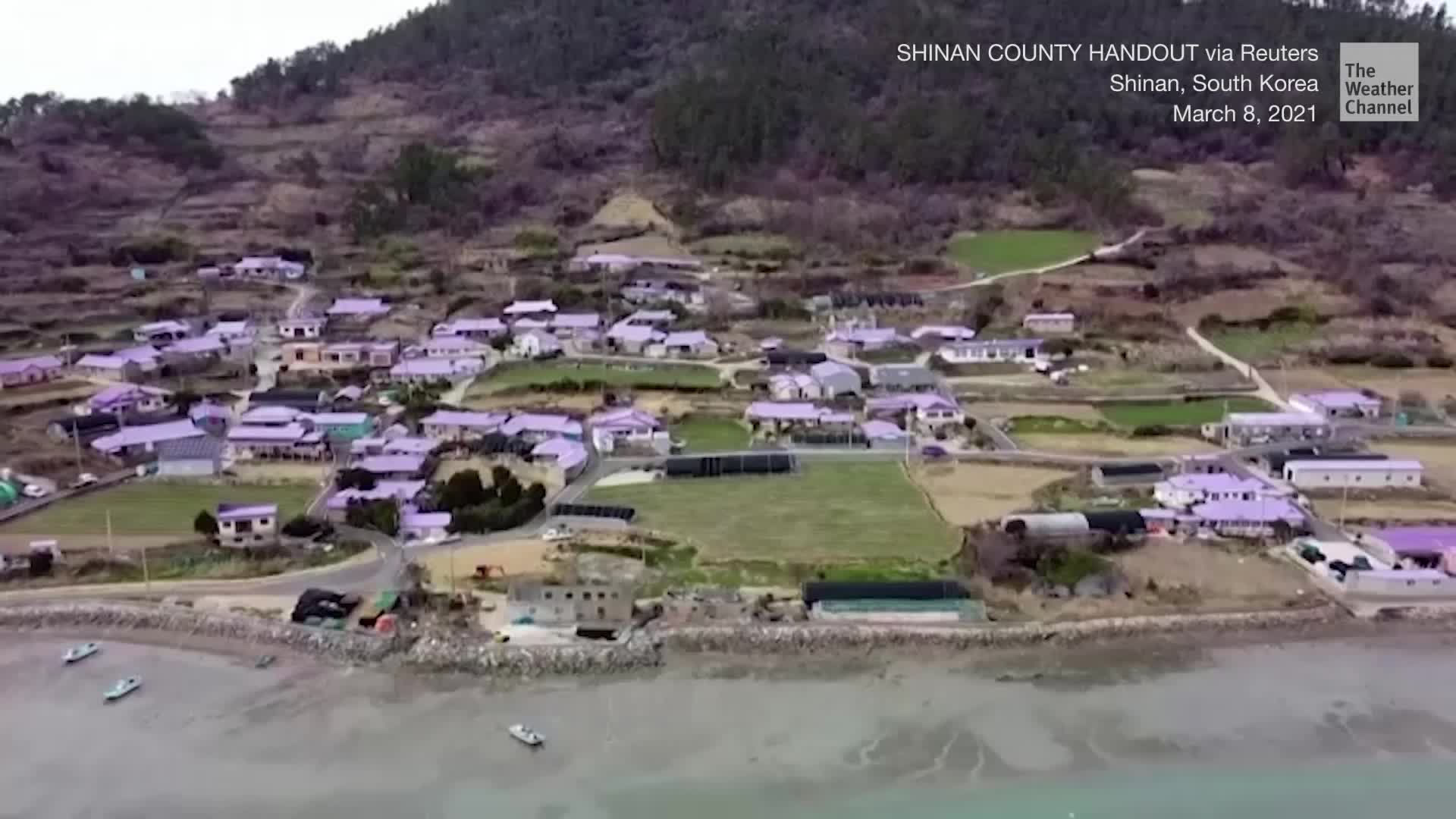 Why Are These South Korean Islands Purple?